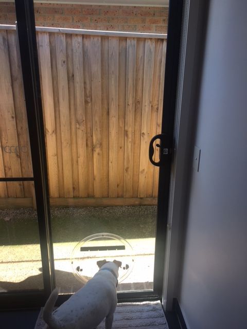 Dog standing at a sliding glass door, looking out at a fenced backyard.
