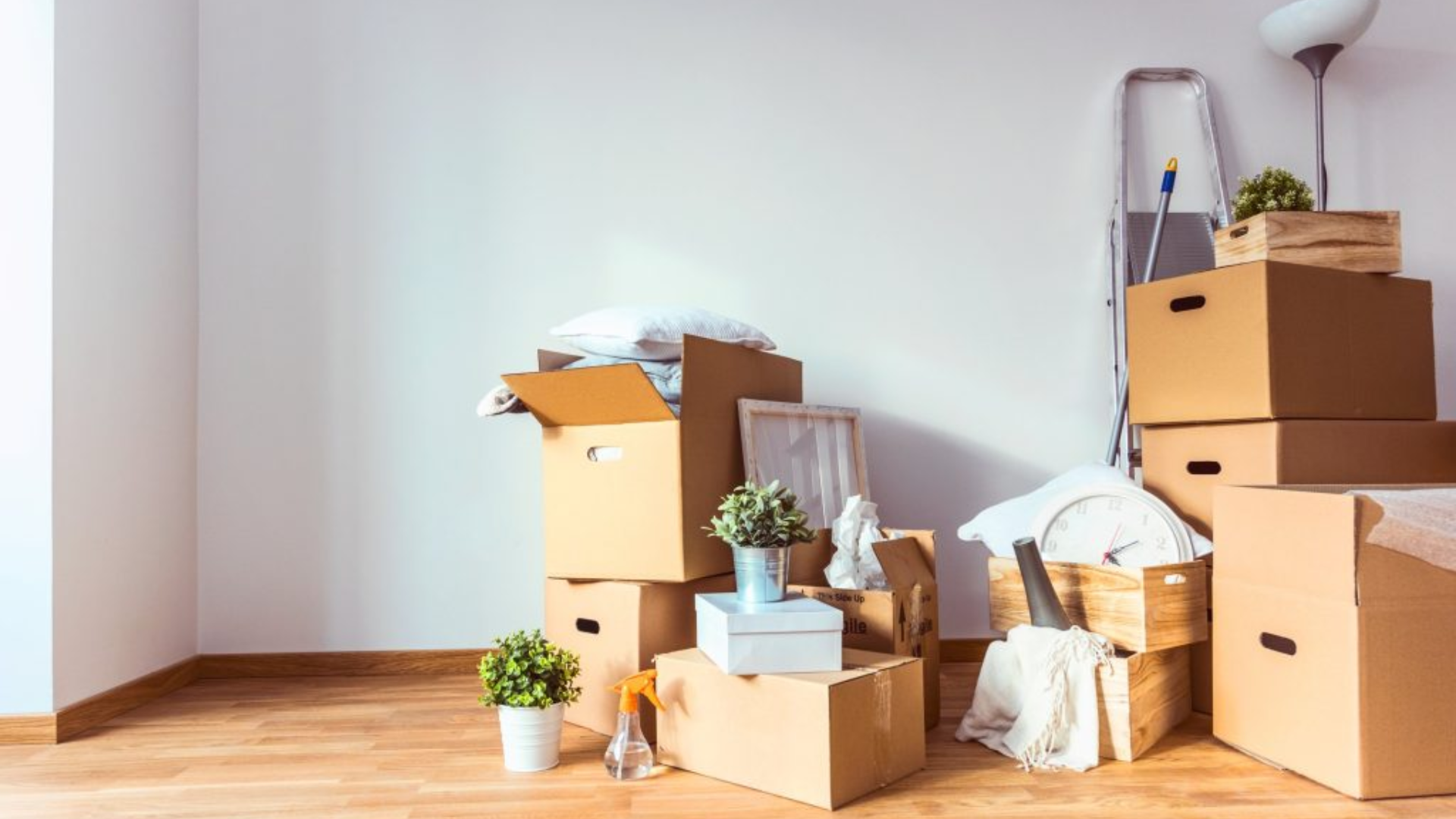 A room filled with lots of cardboard boxes and potted plants.