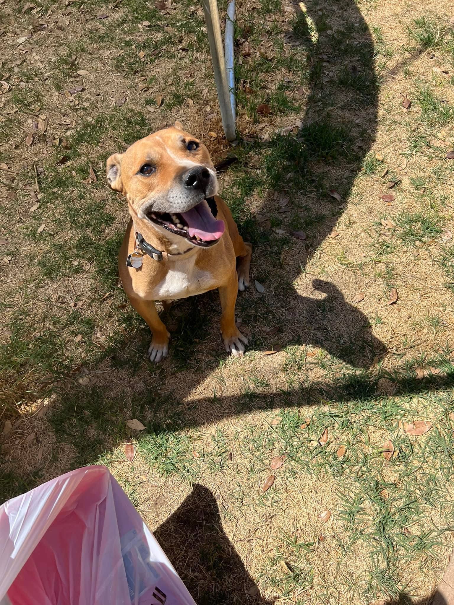 Tan dog sitting on grass in sunlight, looking up with tongue out, near a metal pole.