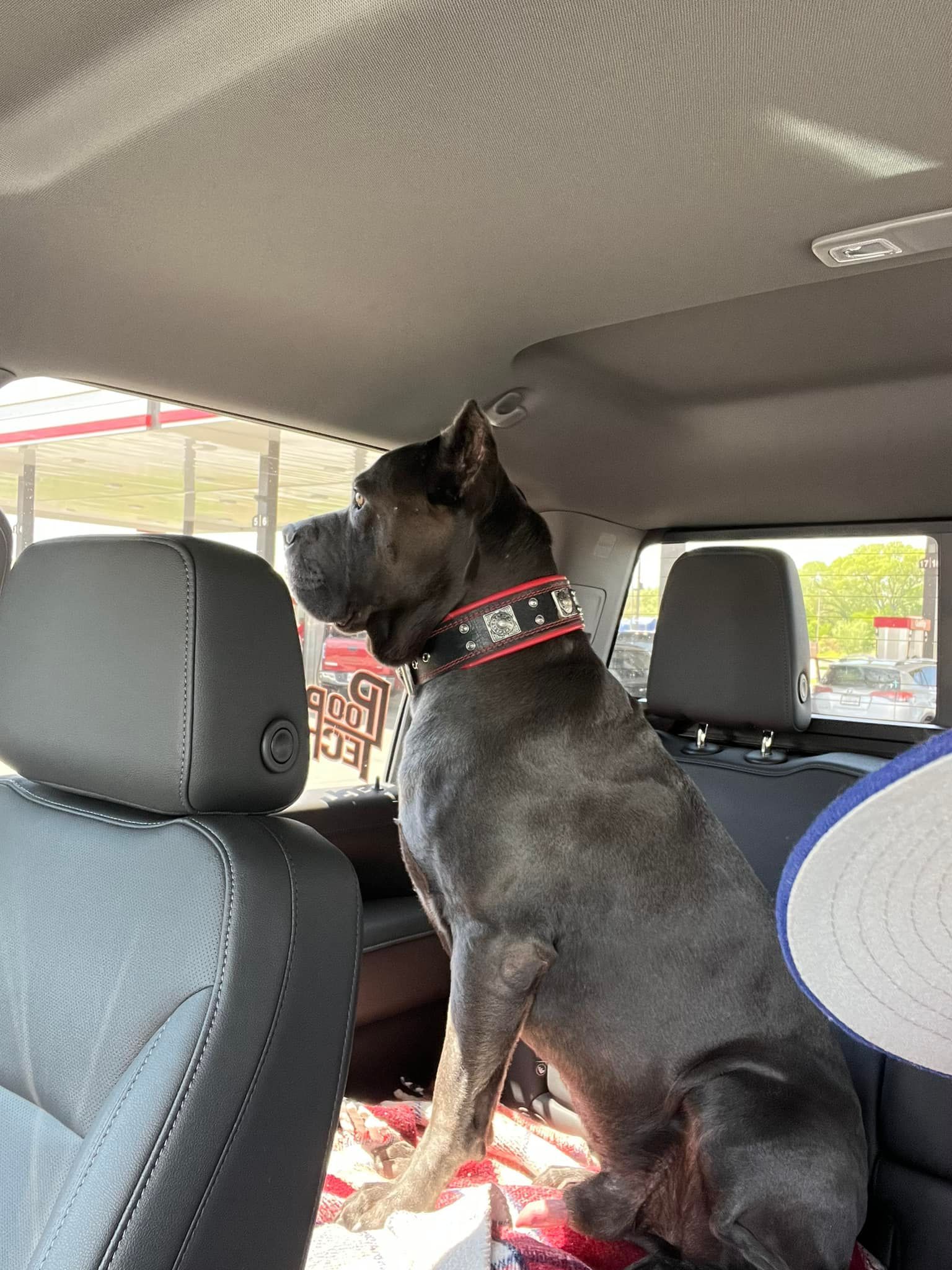 Black dog wearing a red collar sits upright on a car seat, looking out the window.