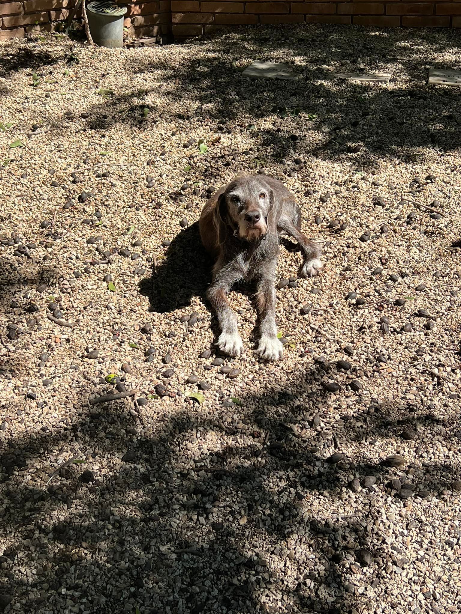 Gray dog lying on a leaf-covered ground in dappled sunlight