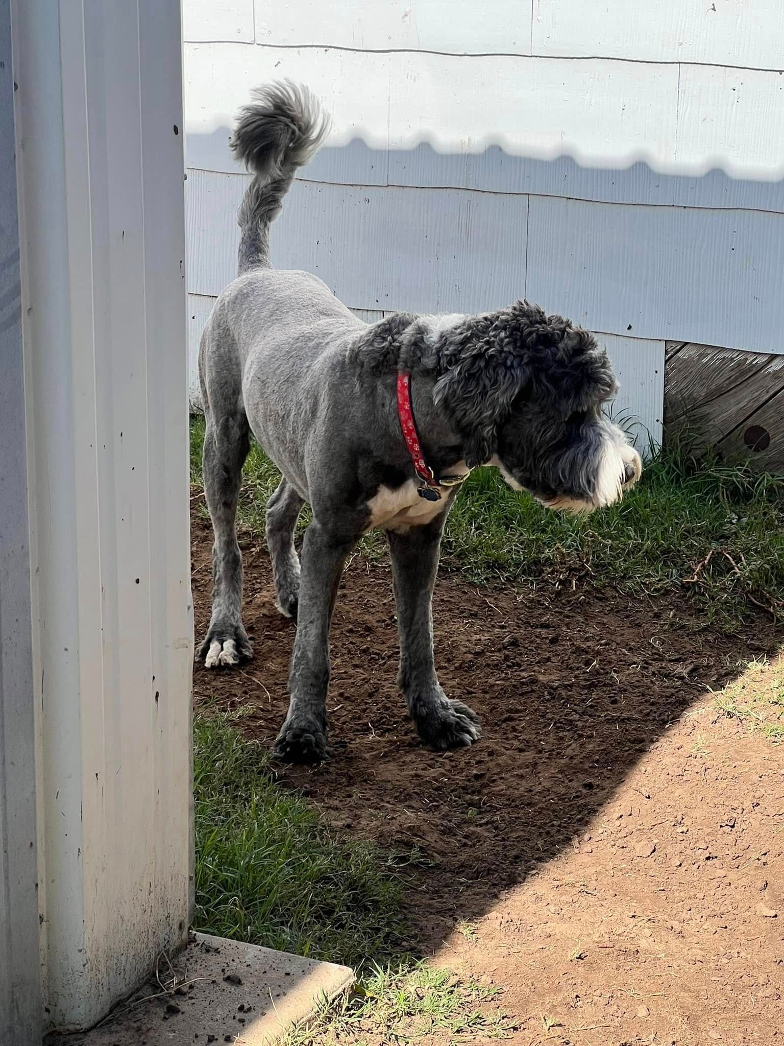 Gray dog with red collar standing by a white fence in a yard.