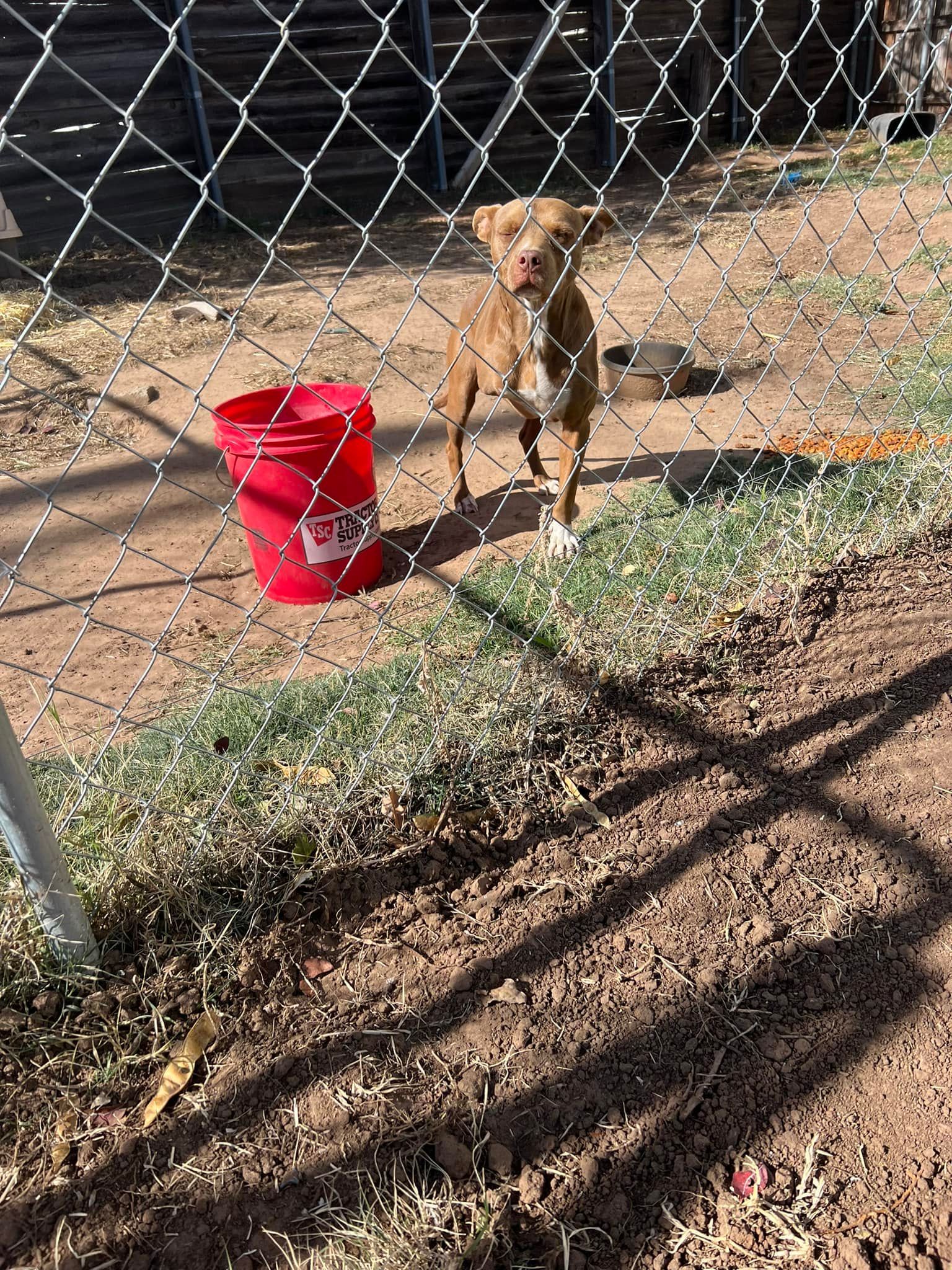 Tan dog standing by a red bucket behind a chain-link fence in a dirt yard
