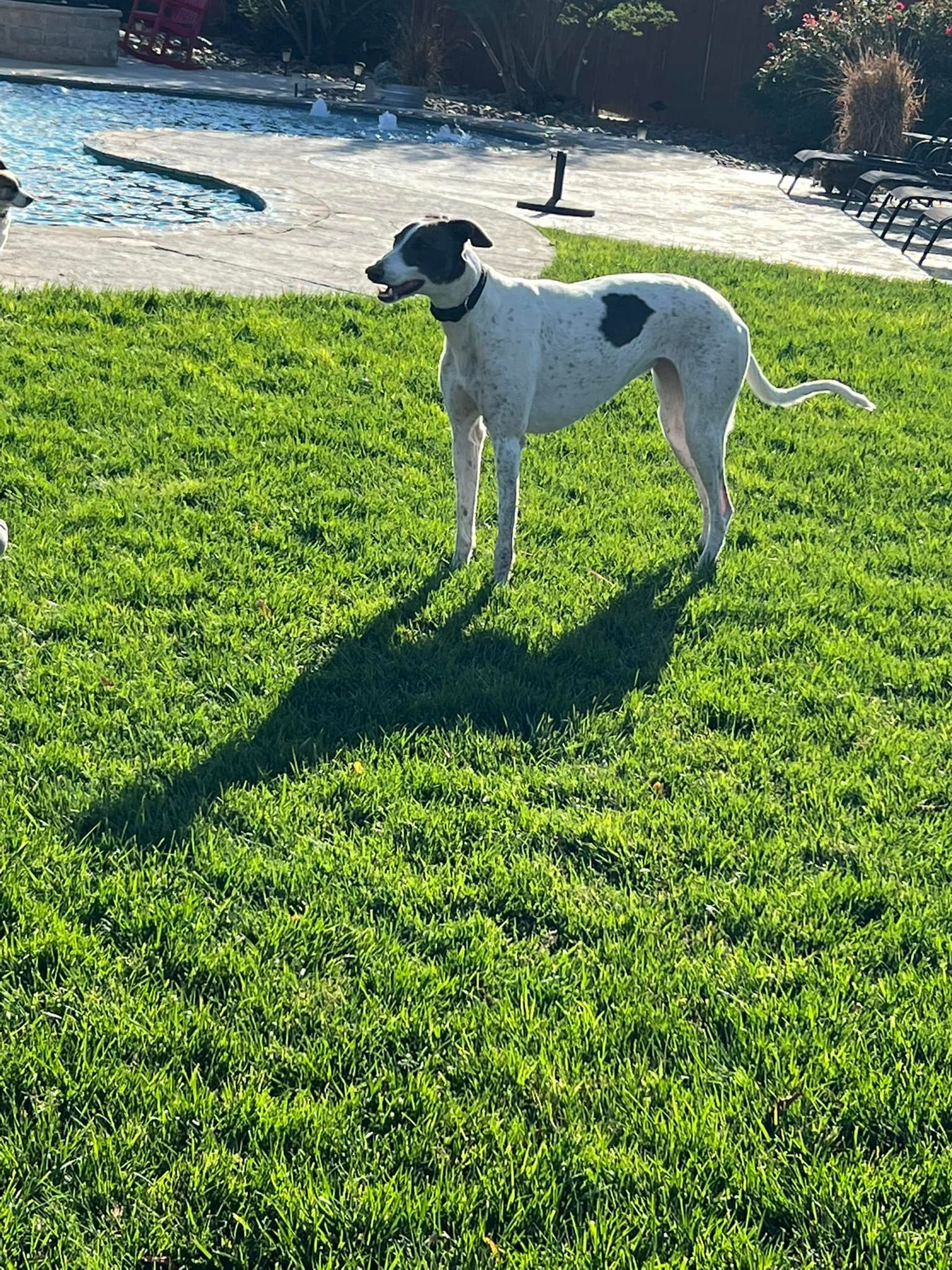 Black-and-white dog standing on bright green grass near a pool in sunlight
