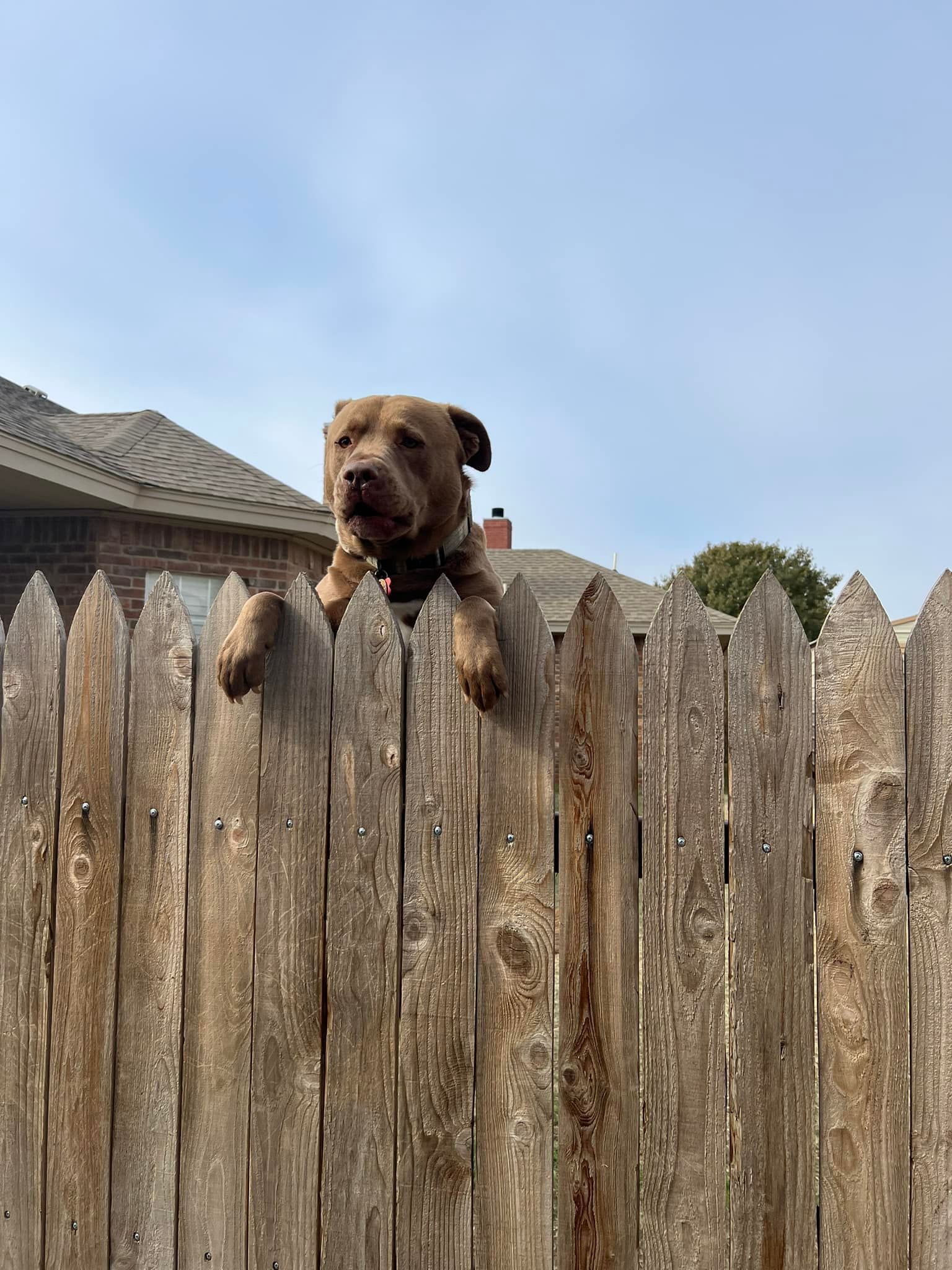 Brown dog peeks over a weathered wooden fence under a cloudy sky.