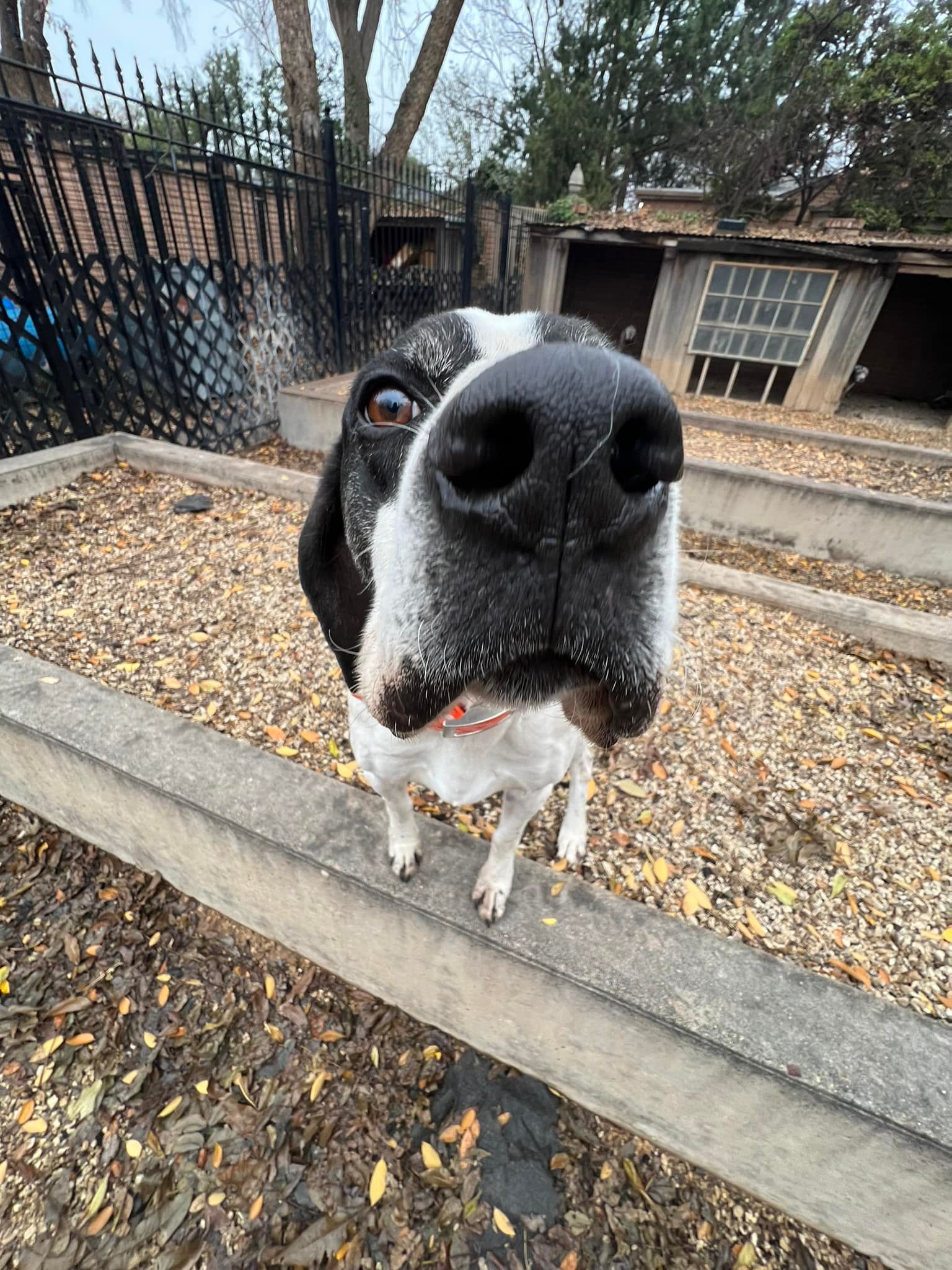 Close-up of a black-and-white dog sniffing the camera outdoors on a concrete ledge