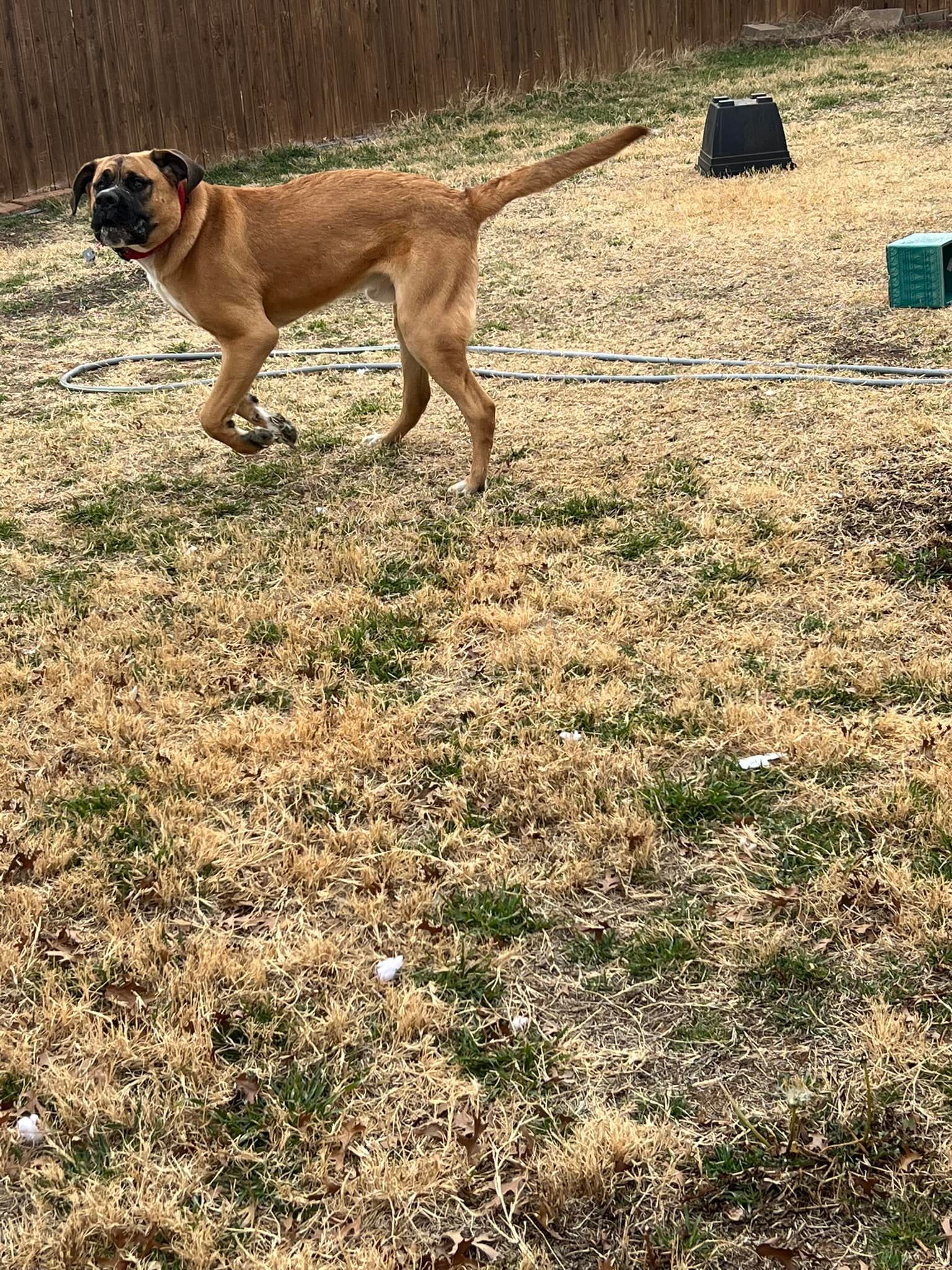 Tan dog running across a dry grassy field, towing a long white line behind it.