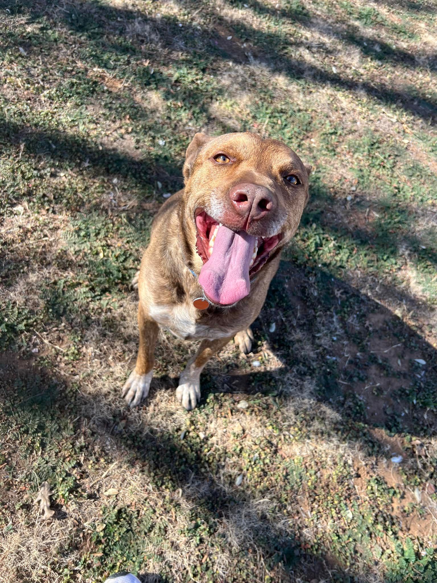 Brown dog sitting on grass with tongue out in dappled sunlight