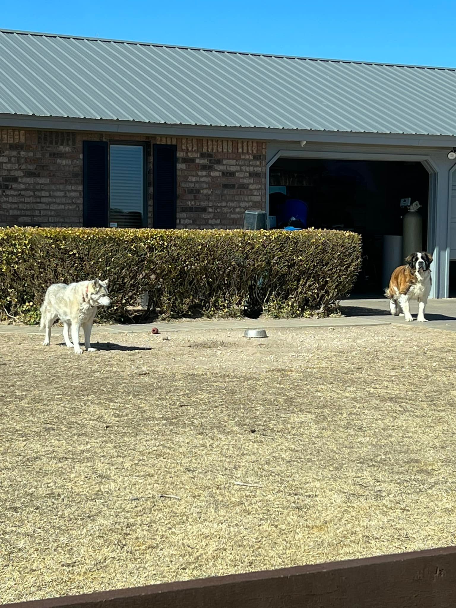 Two dogs standing in a gravel yard in front of a brick house with a hedge and open garage.