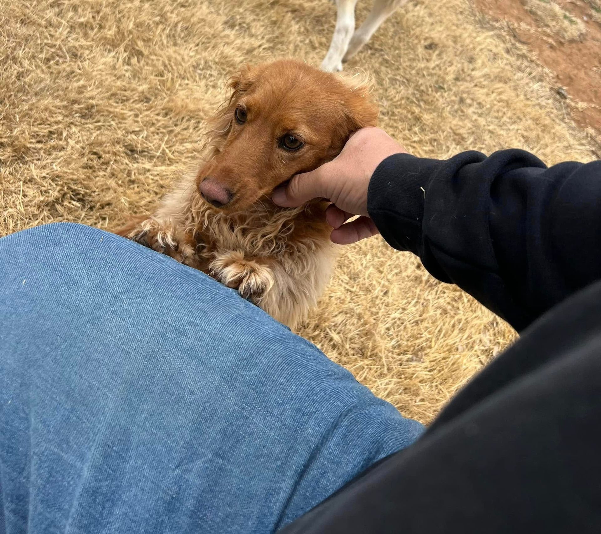 Brown dog being petted by a person in jeans and a black sleeve outdoors on dry grass