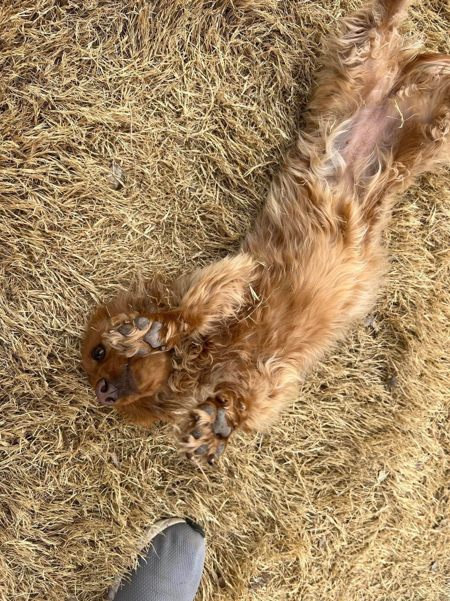 Small brown dog lying on its back in dry grass, with a shoe visible at the bottom.