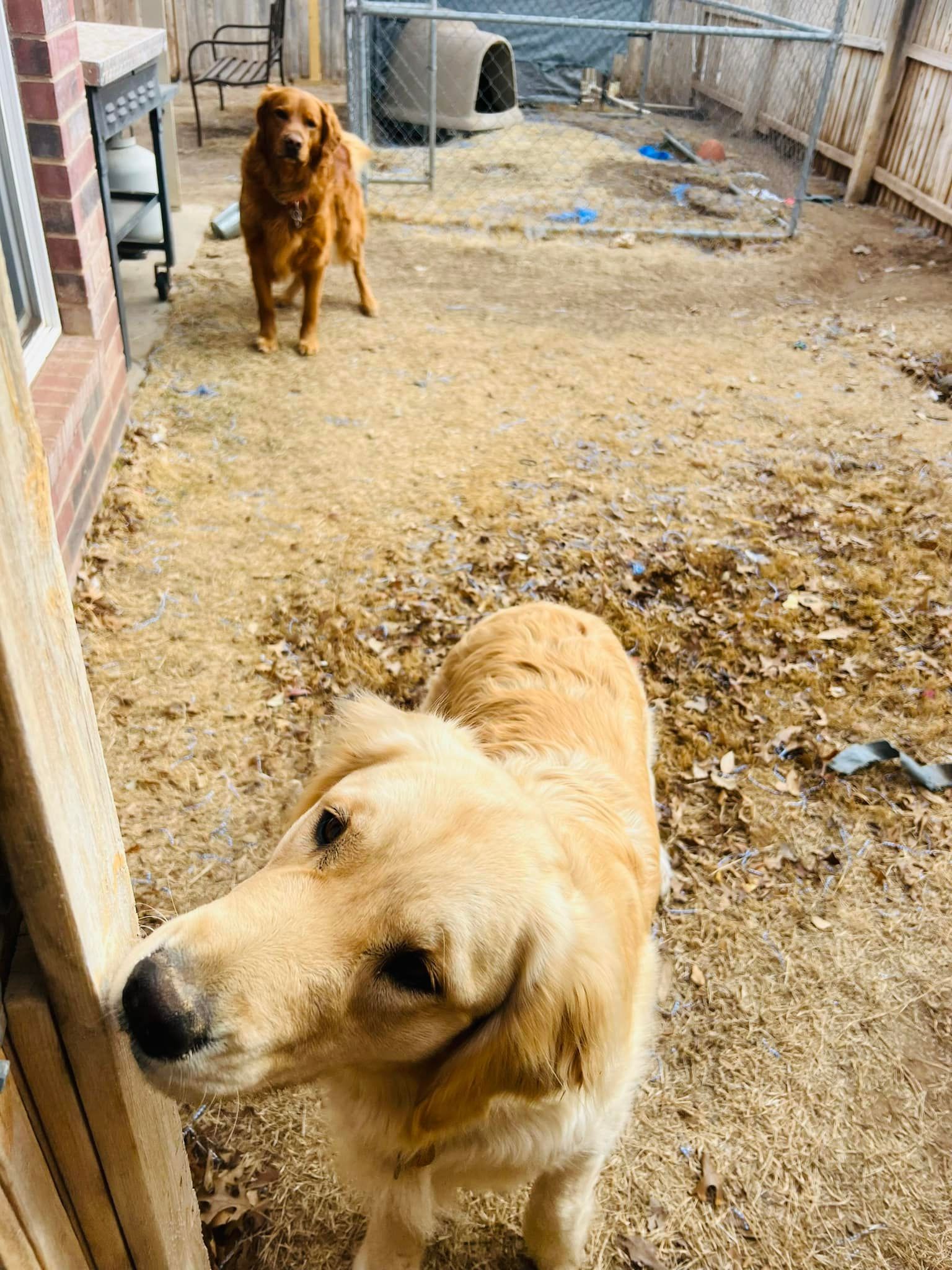 Two golden dogs in a dirt yard, one close to the camera and one standing in the background.
