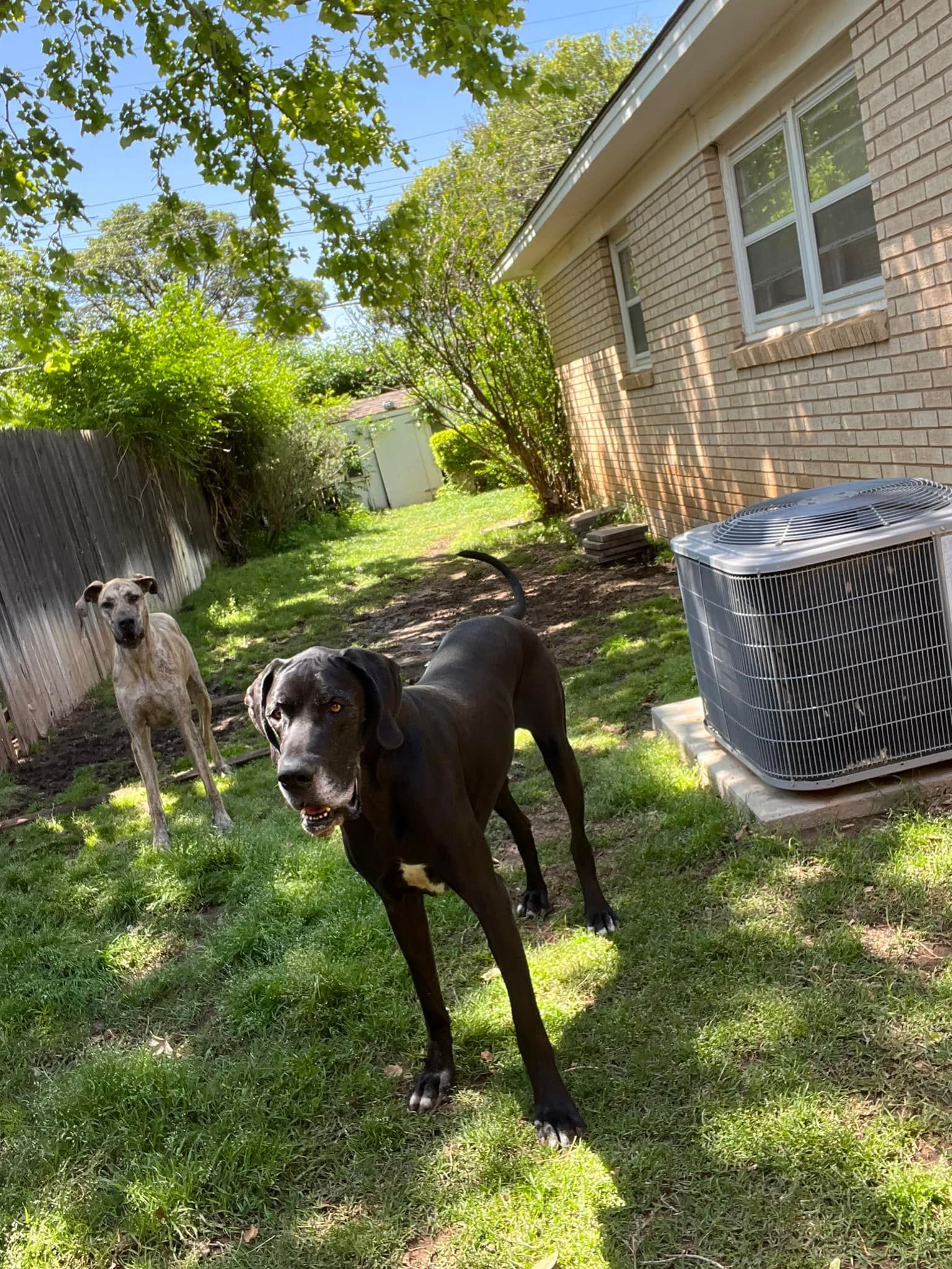 Black dog standing in a sunny backyard beside a house and air conditioner unit