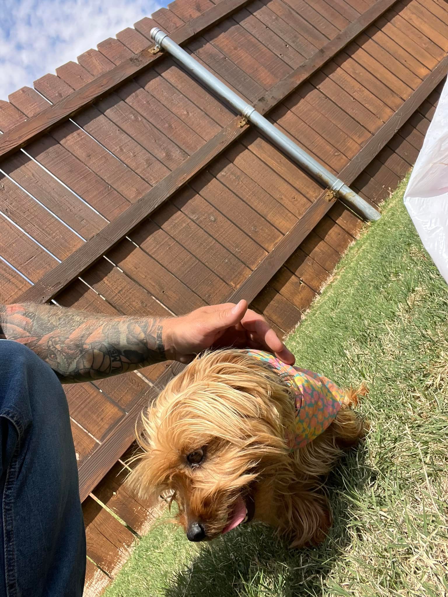 Small fluffy dog being petted outdoors beside a brick wall and grass.
