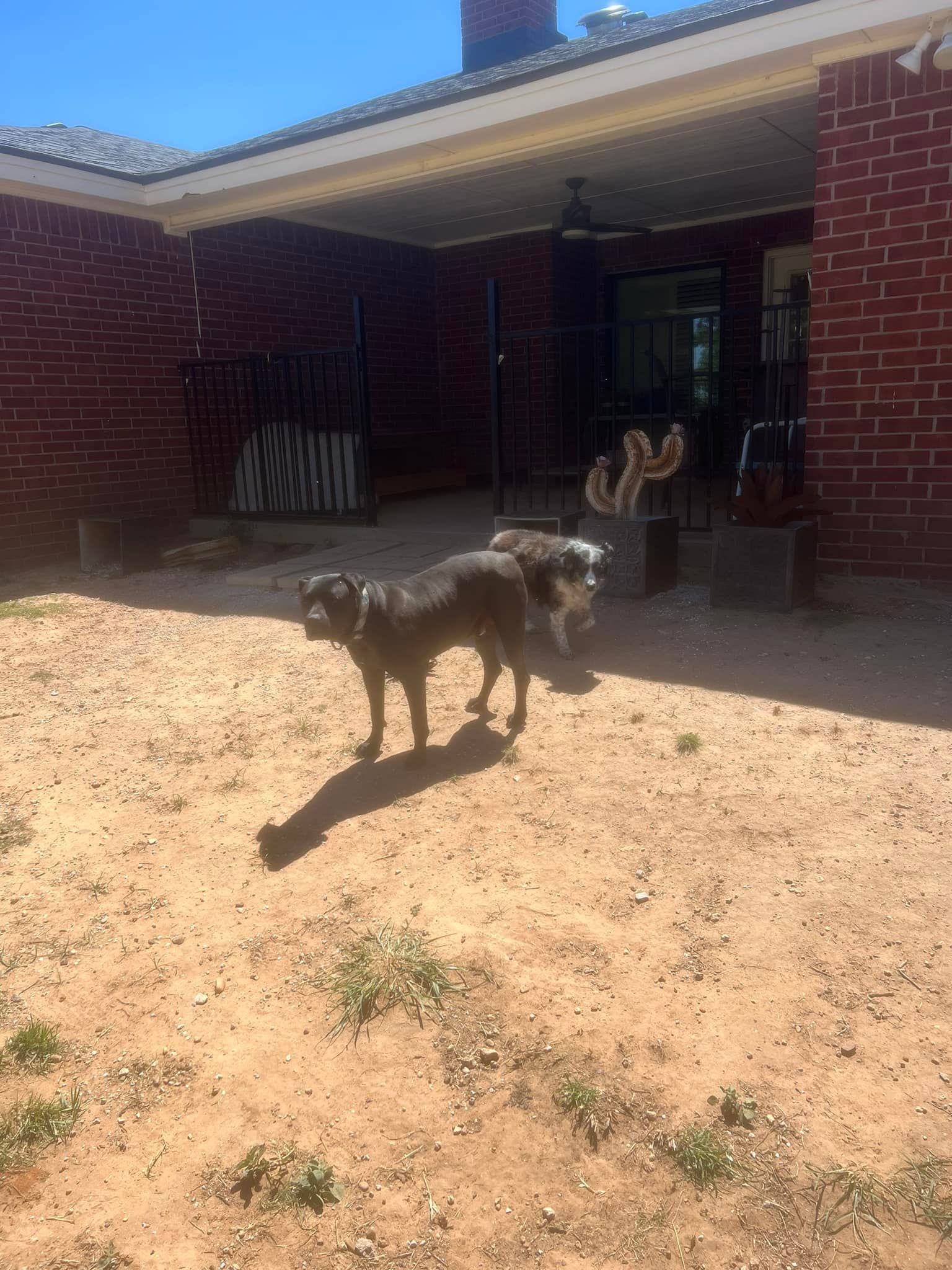 Two dogs standing in a sunlit yard in front of a brick house porch