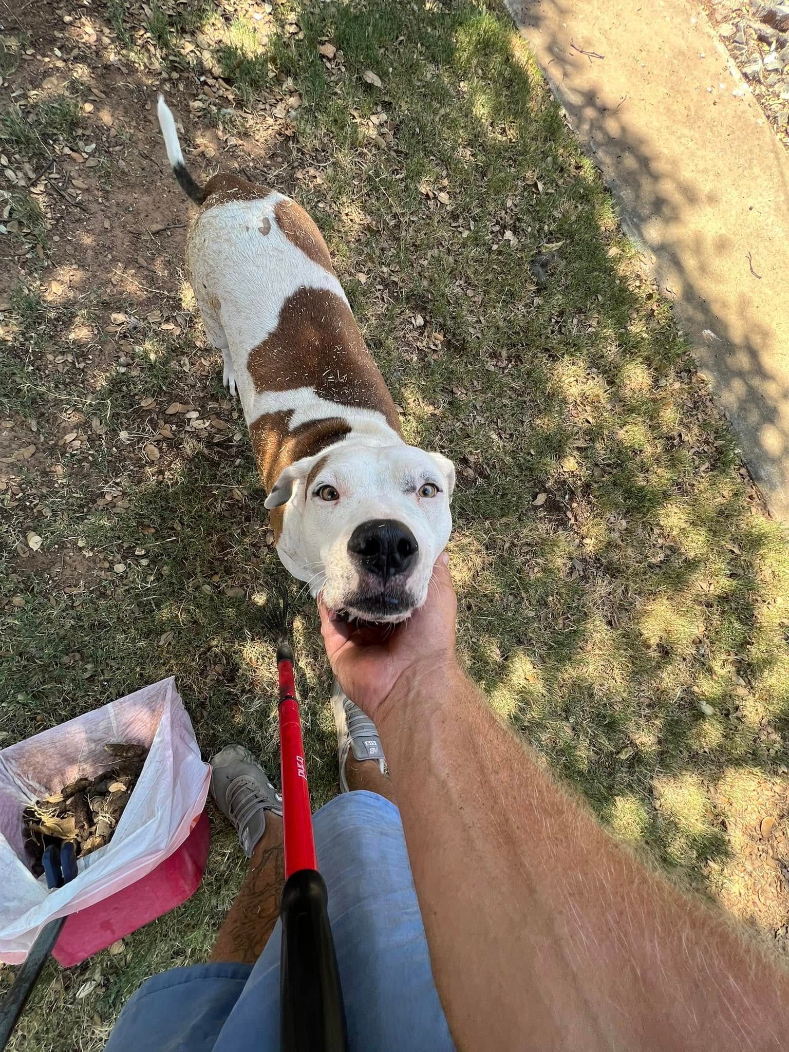 A white-and-brown dog looks up on a red leash beside a person standing on grass.