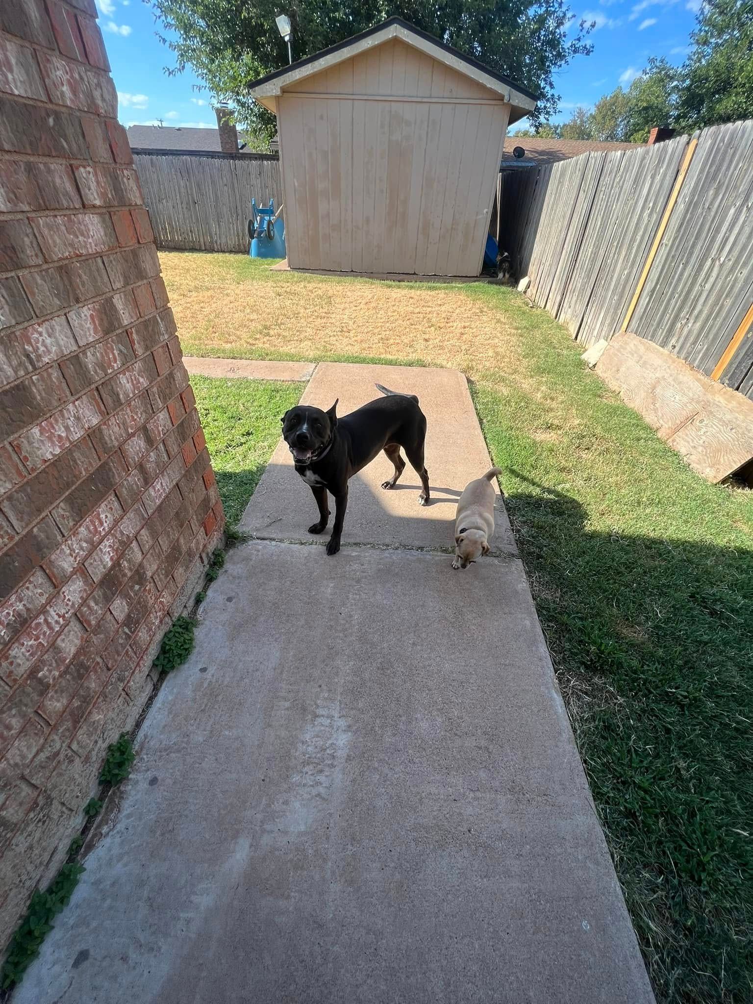 Black dog and small tan dog on a concrete path in a fenced backyard near a shed.