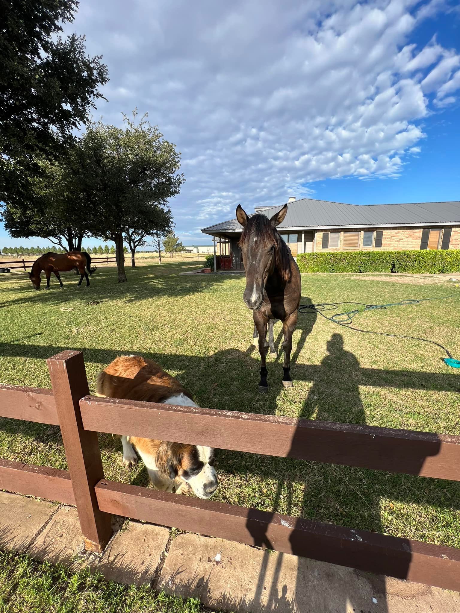 Two horses in a fenced grassy pasture under a cloudy sky, one standing close to the camera.
