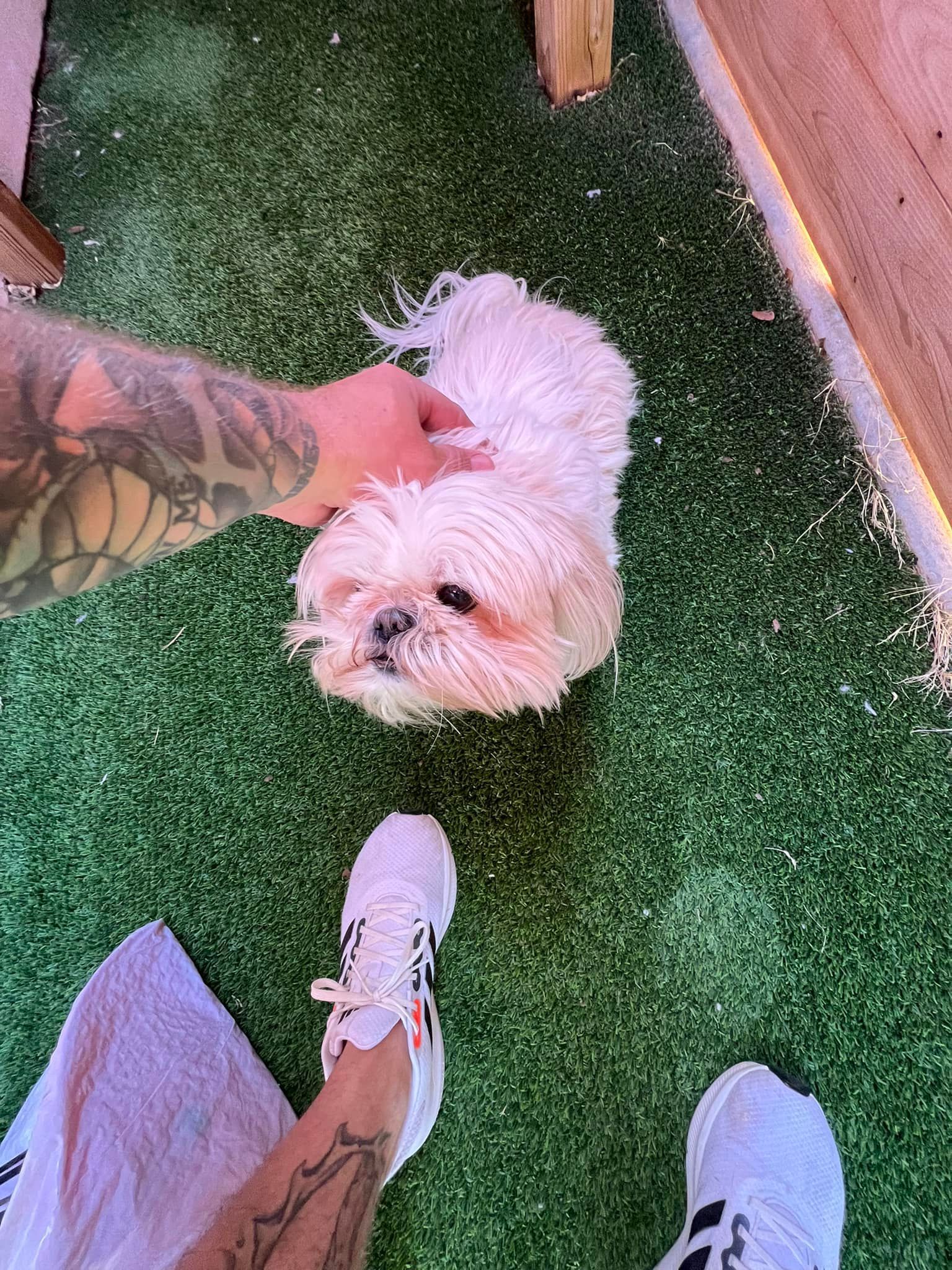 Small white dog being petted on artificial grass between two tattooed legs and white sneakers