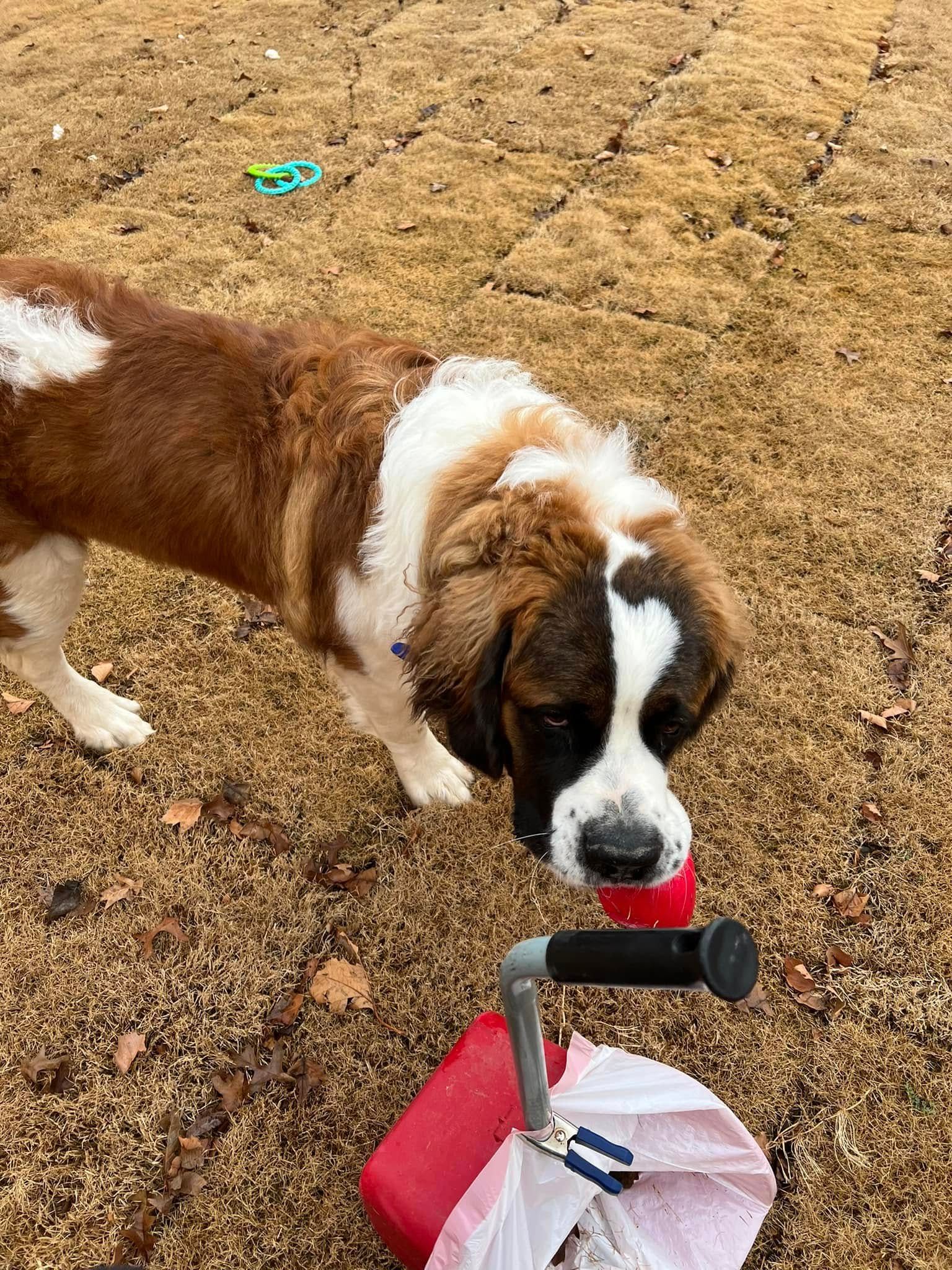 Brown-and-white dog sniffing a red-and-gray scooter handle outdoors on gravel