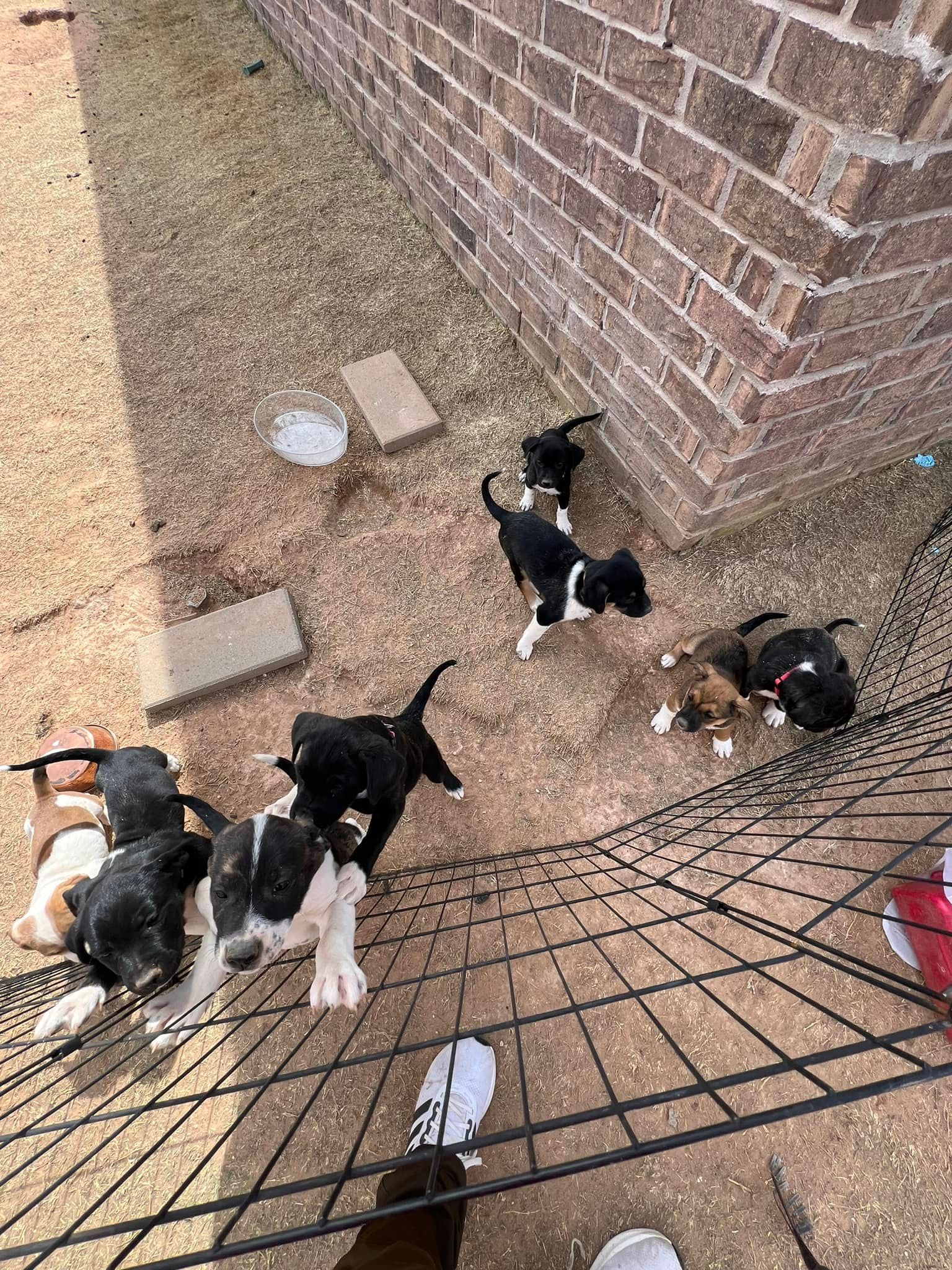 Several black-and-white puppies gathered by a brick wall and wire fence on gravel.