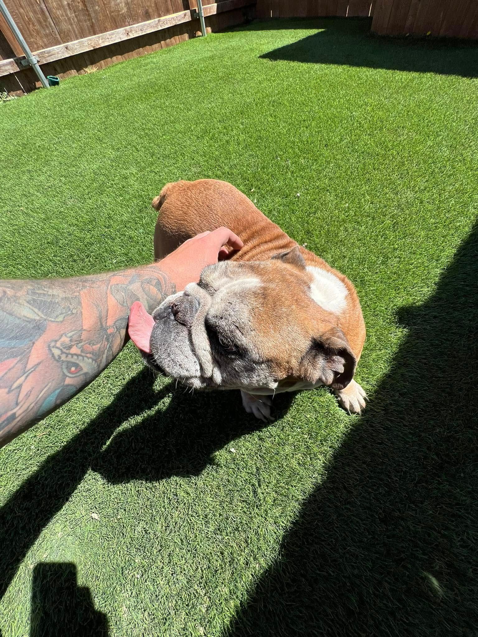 Person petting a brown-and-white bulldog on green turf in bright sunlight