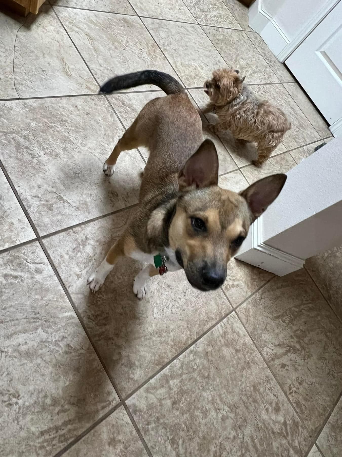 Two small dogs on a tiled floor, one tan and black in the foreground and one curly brown behind it.