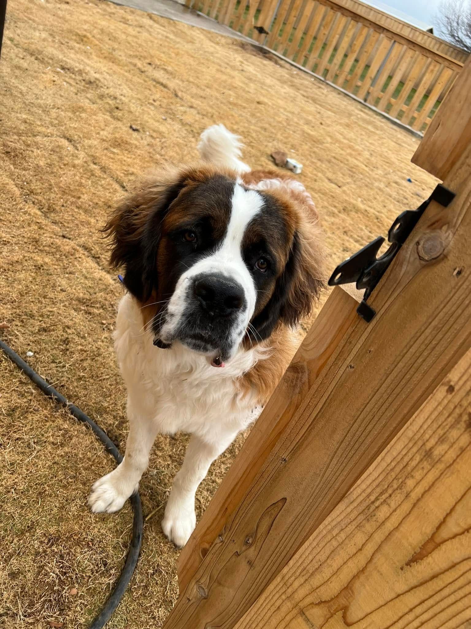 Brown-and-white dog standing by a wooden fence on a dry grassy yard