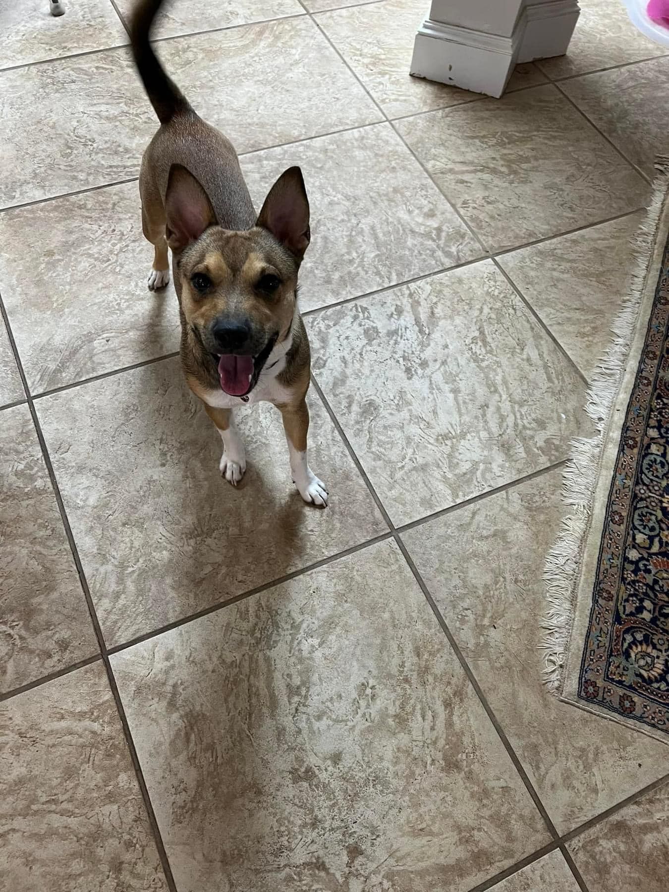 Small brown-and-black dog standing on tiled floor, looking up with mouth open and tail raised.
