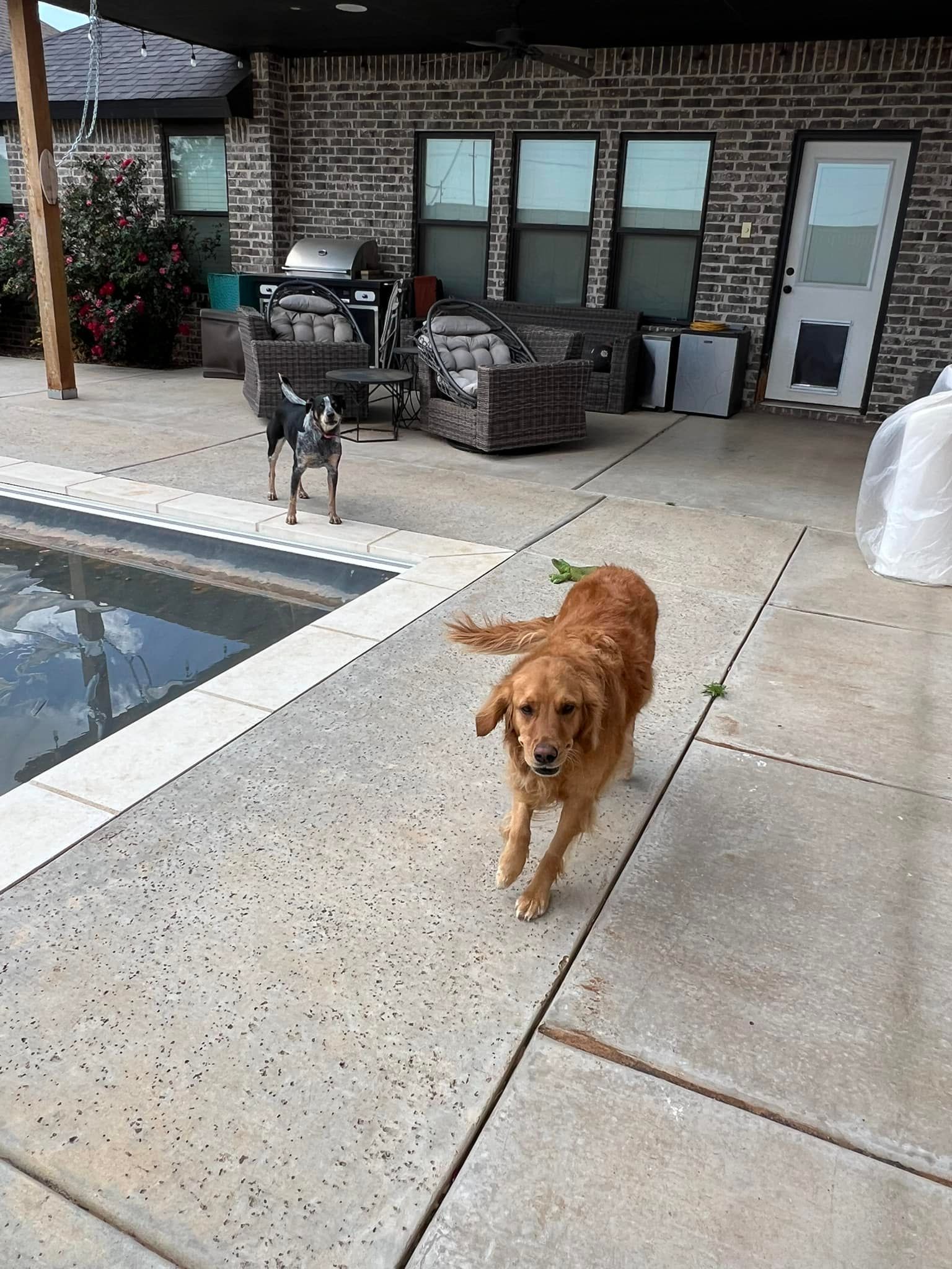 Two dogs walking on a patio beside a pool and house windows