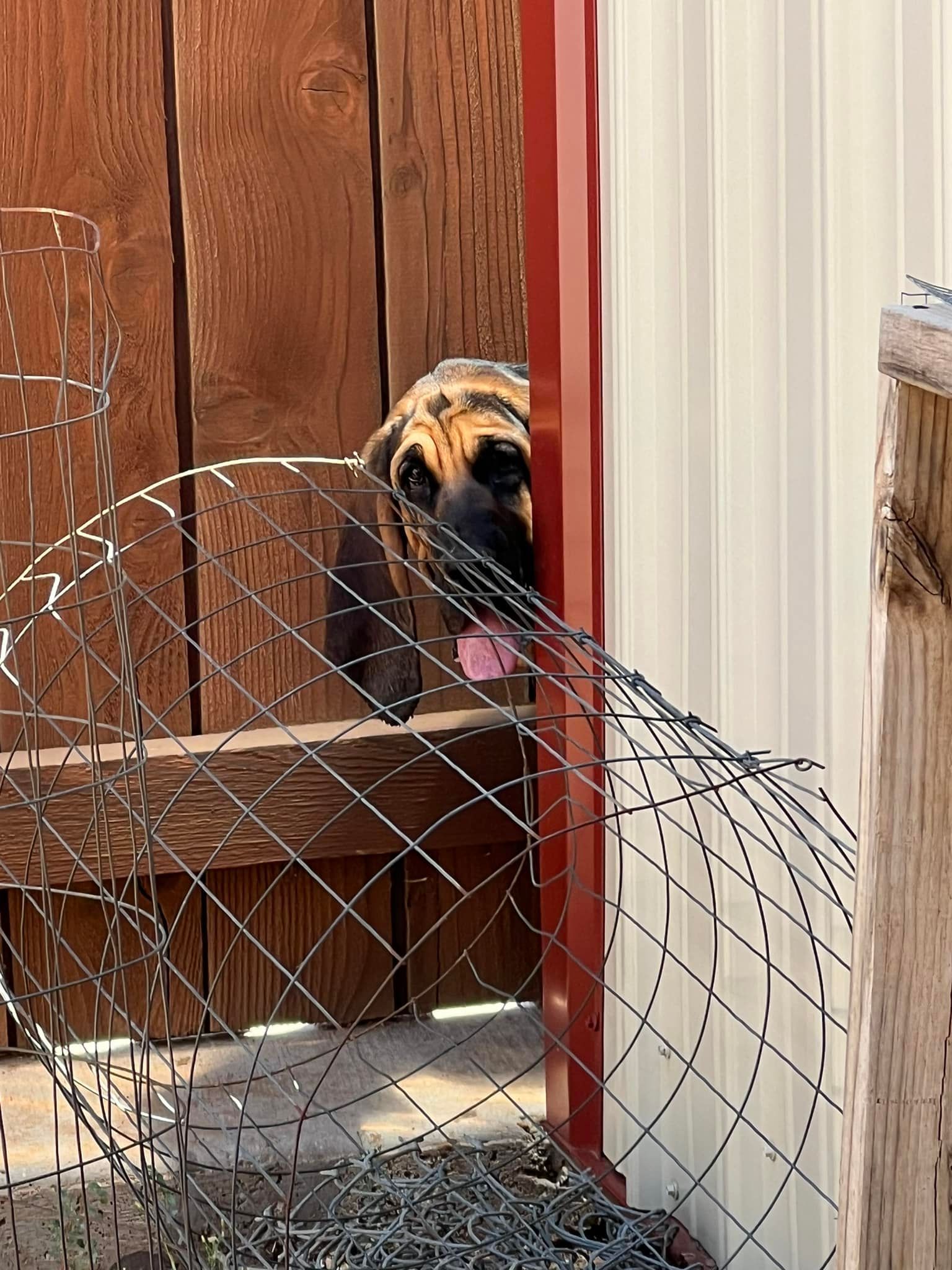 Dog behind a wire fence by a wooden door, tongue out in a sunny yard