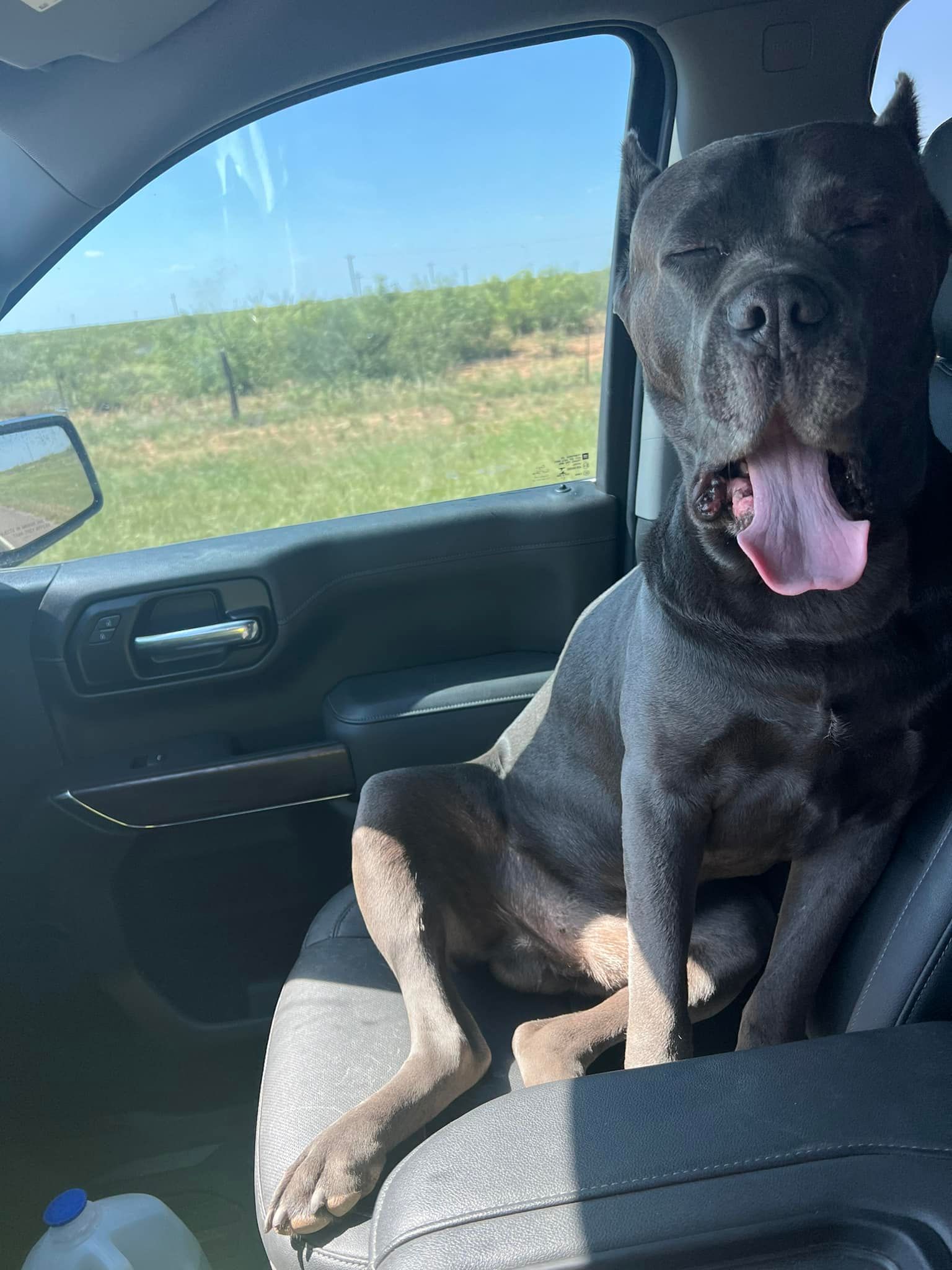 Black dog sitting on a car seat, panting with tongue out, beside a window overlooking a field