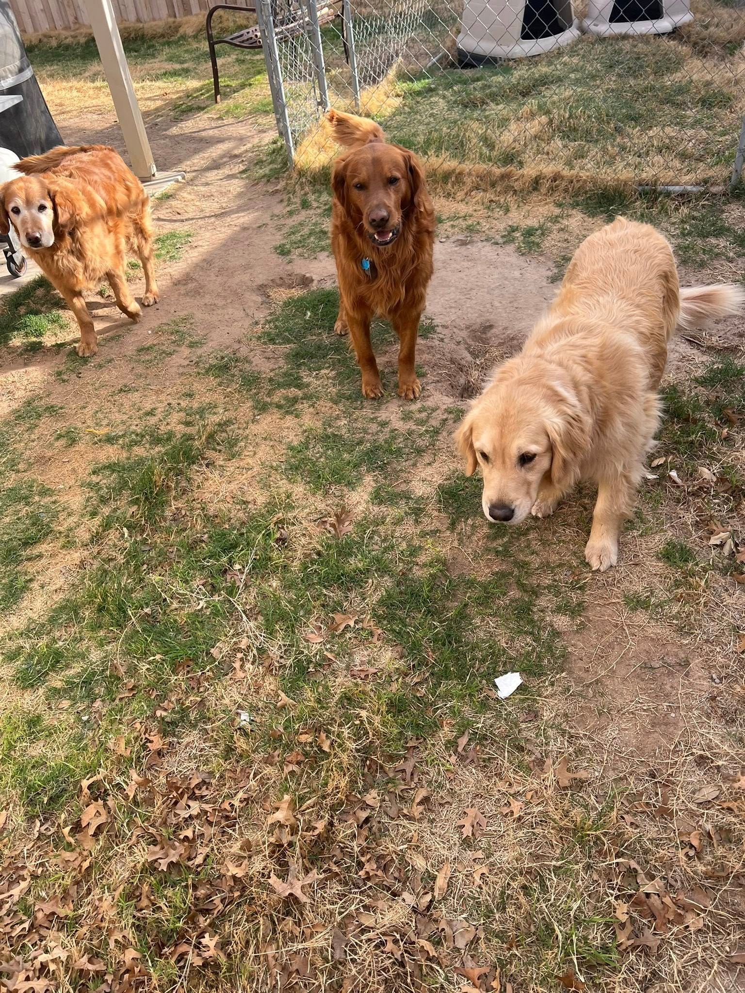 Three dogs on a grassy yard, including golden retrievers, walking toward the camera.