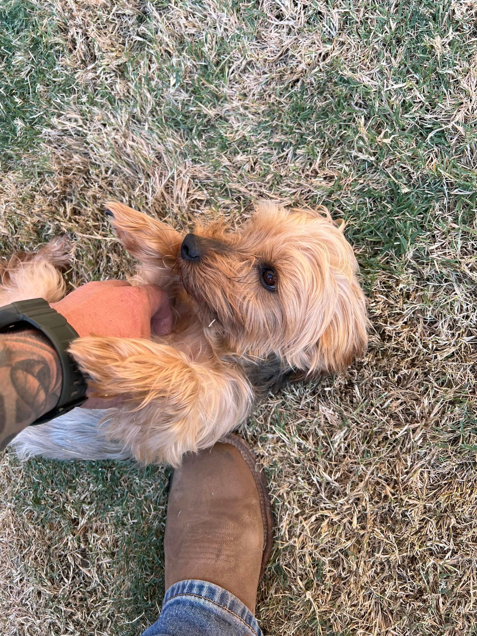 Small fluffy tan dog in an orange harness standing on grass beside a person’s boots and leg