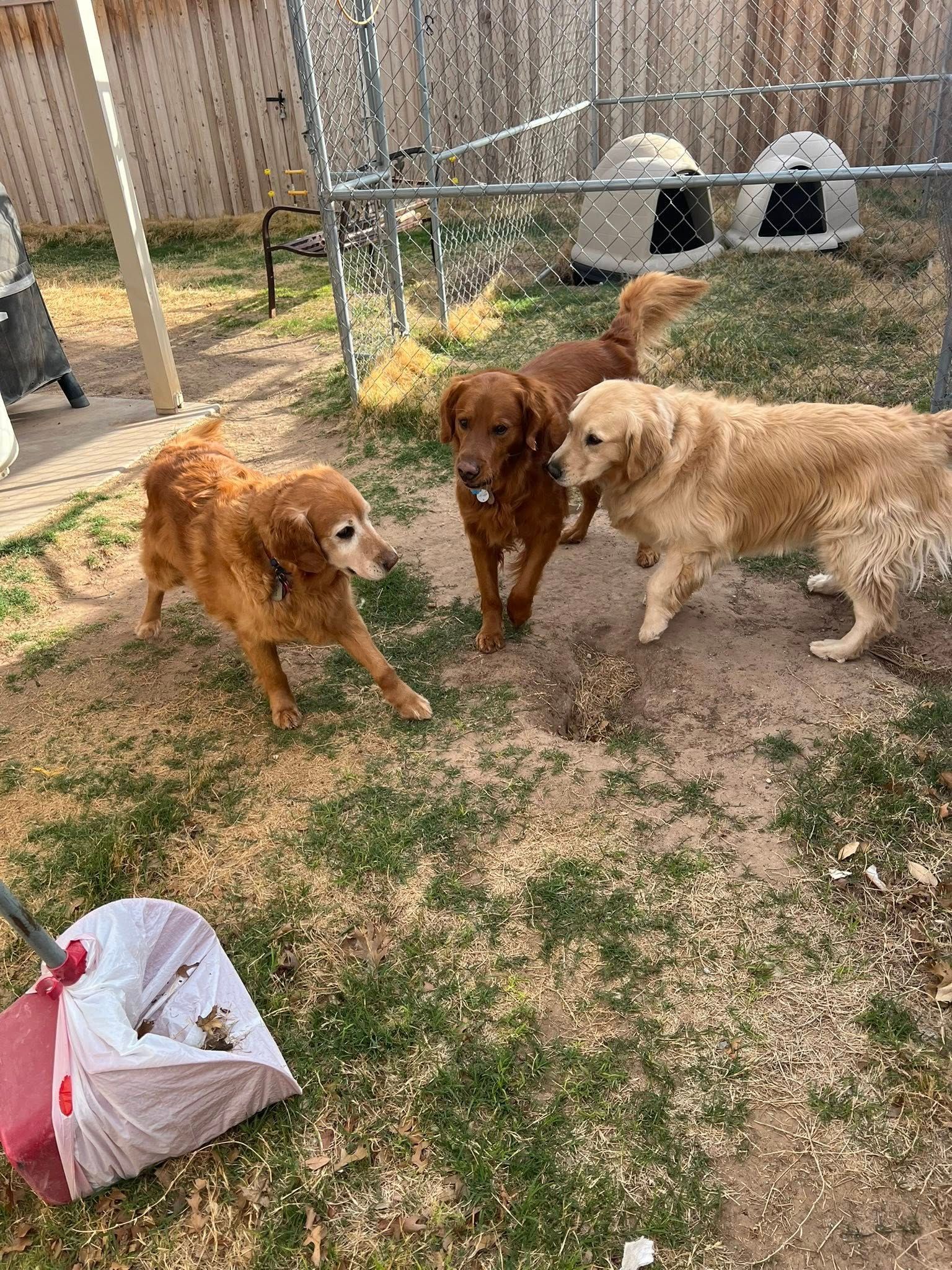 Three dogs standing in a grassy backyard near a fence and outdoor pet setup.