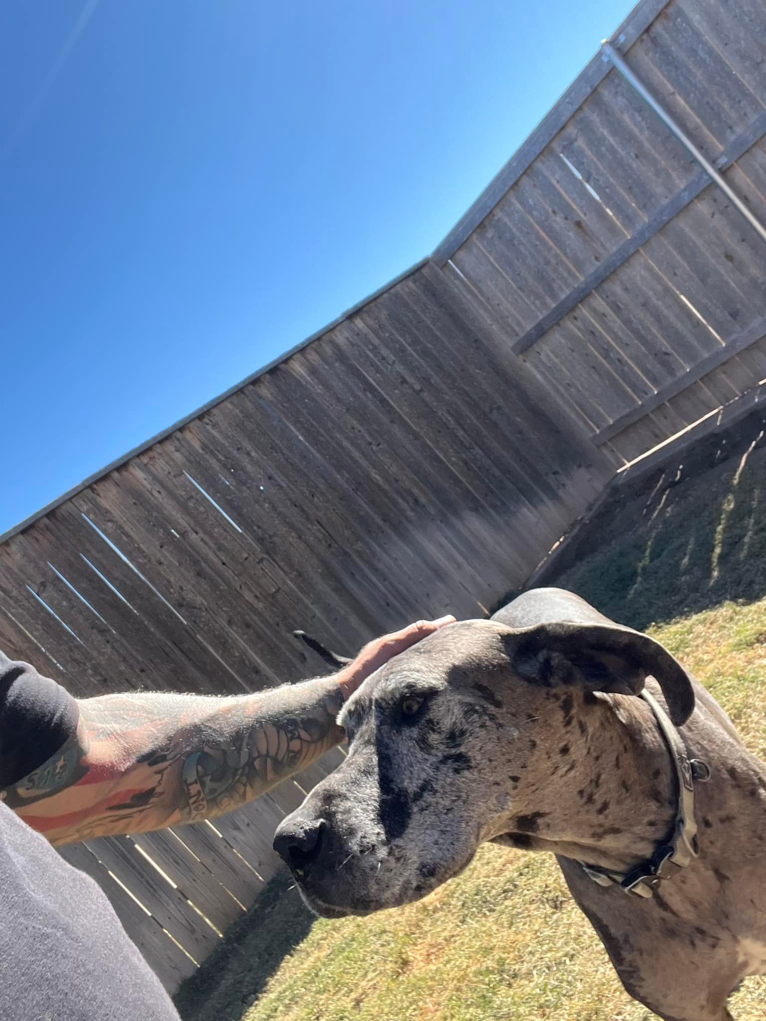 Person petting a spotted dog in a sunny yard by a wooden fence