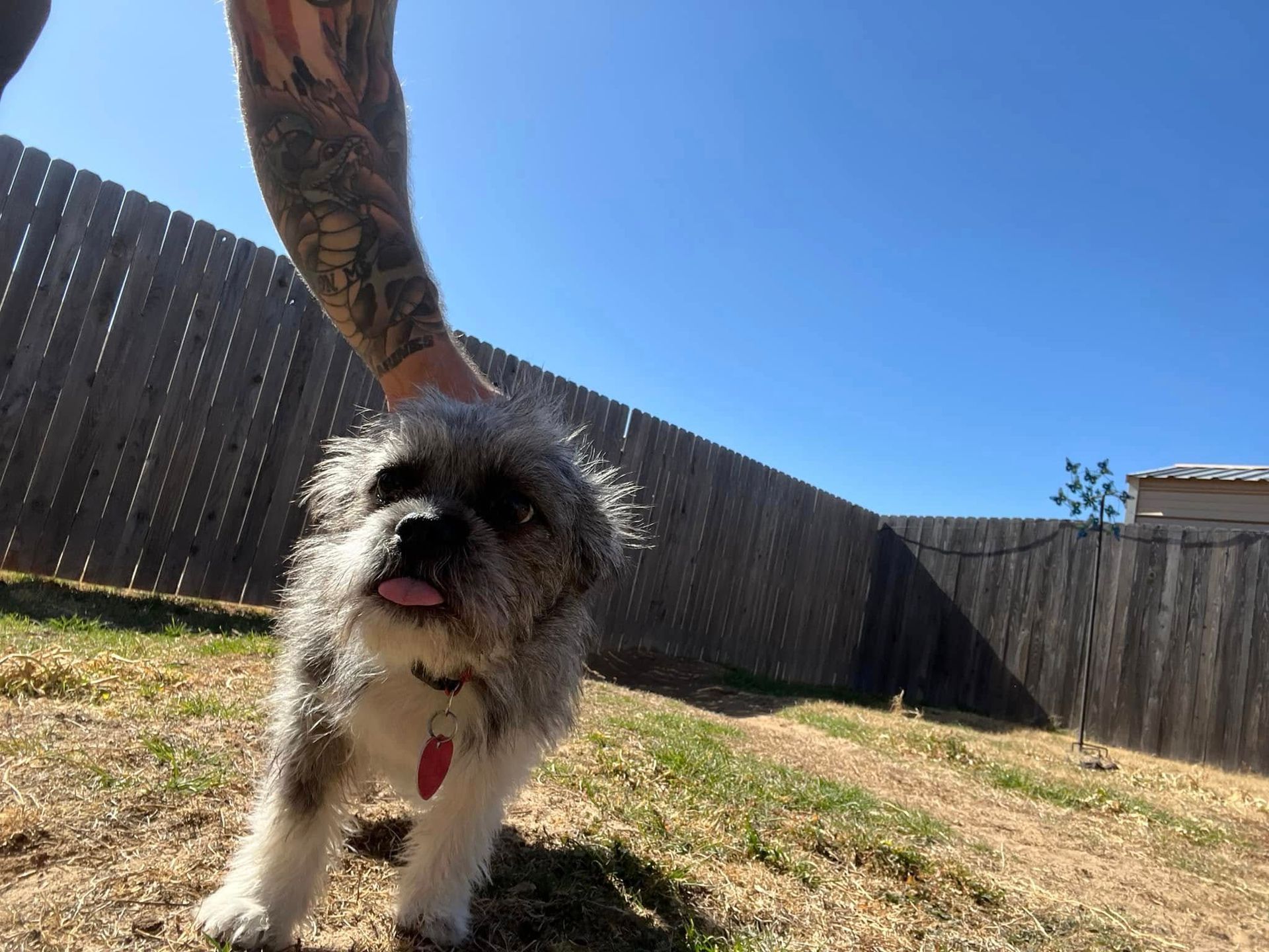Small white-and-black dog standing on dry grass in a fenced backyard, tongue out with a tattooed arm above it