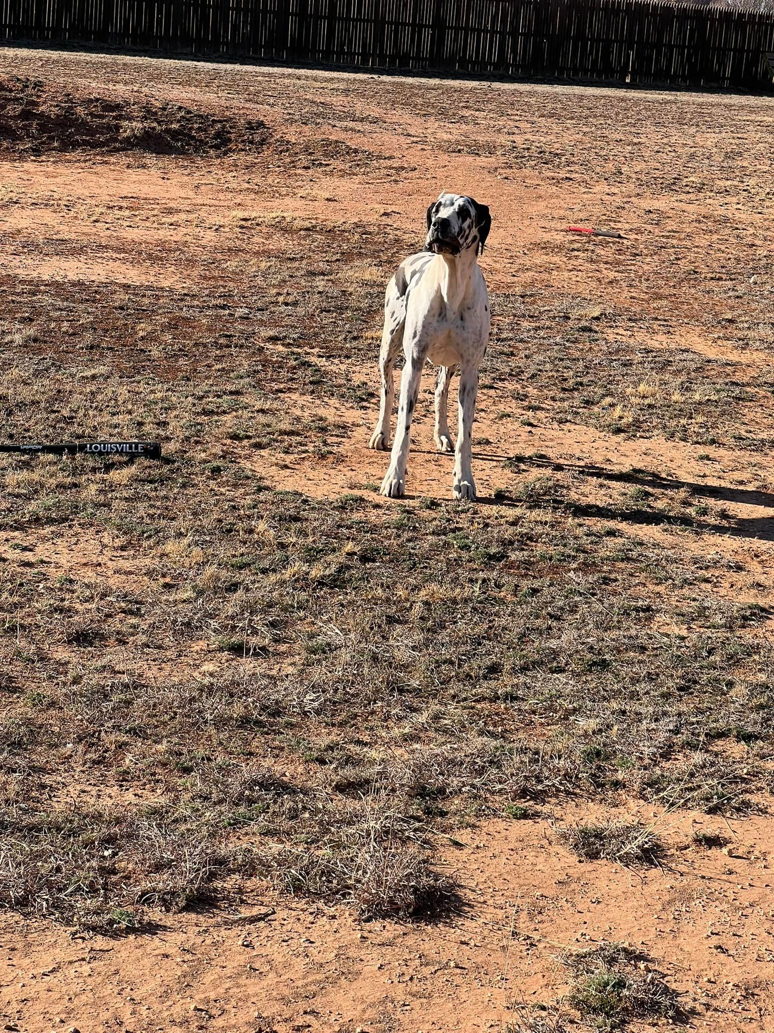 White-and-black dog standing on a dry, rocky field in bright sunlight