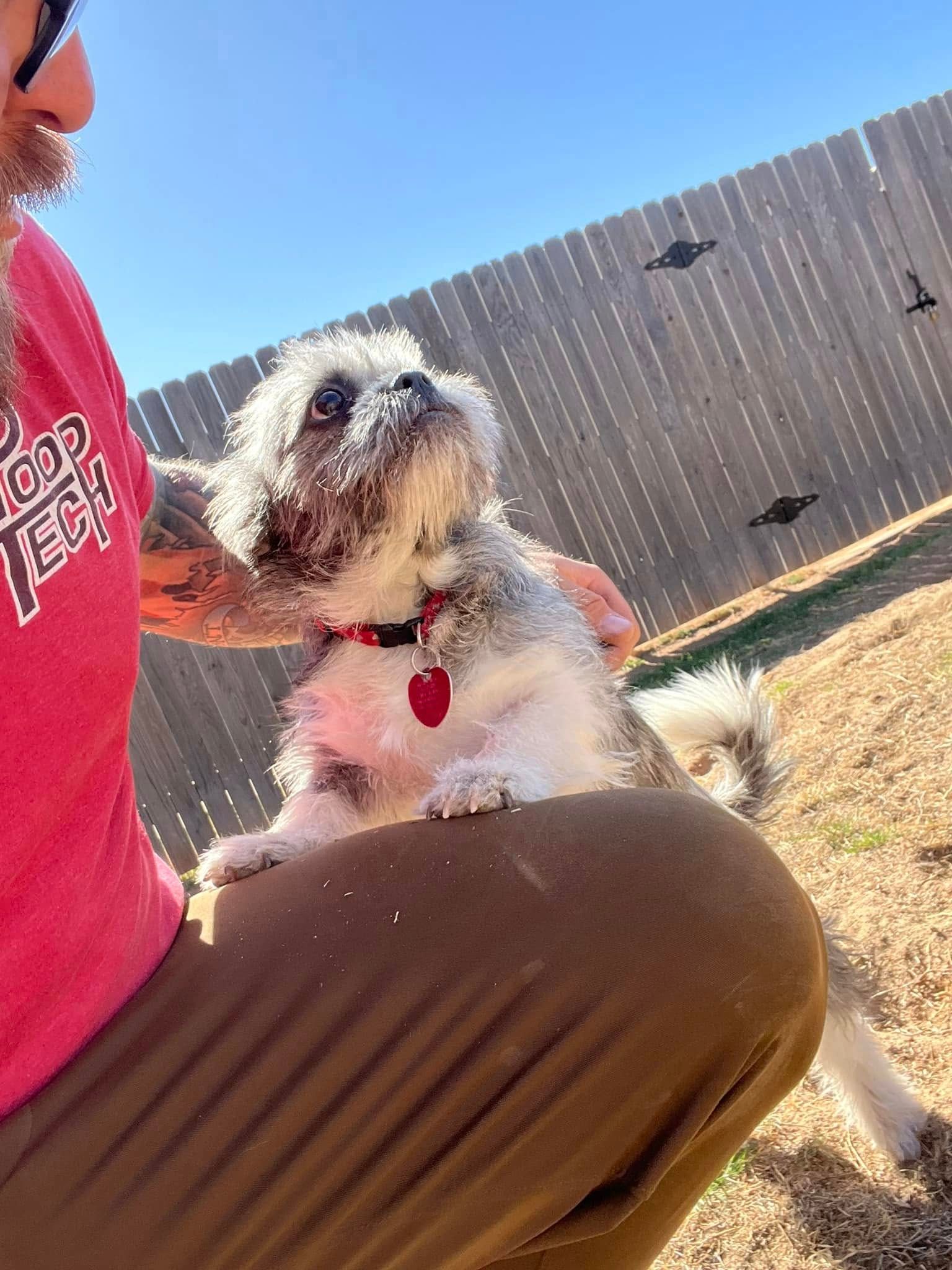 Small fluffy dog with red heart tag sitting on a person’s knee in a sunny backyard