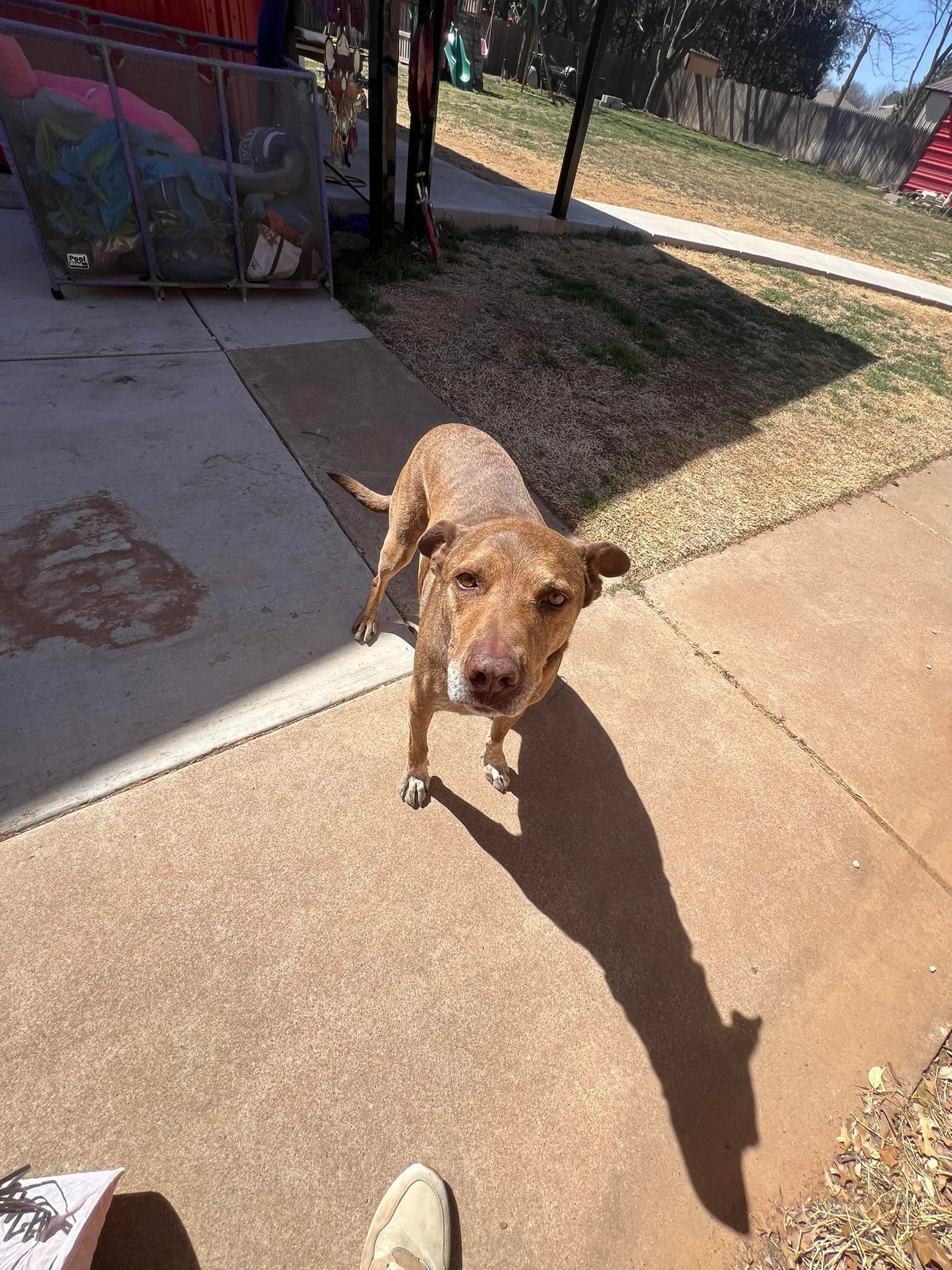 Brown dog walking toward camera on a sunny sidewalk beside a grassy yard and building.