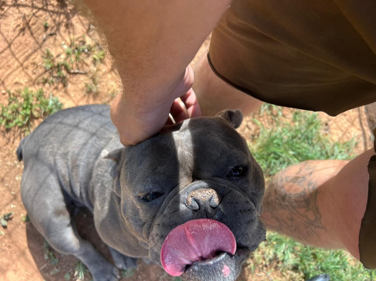 Small gray bulldog being petted outdoors, tongue out and eyes squinting in the sun