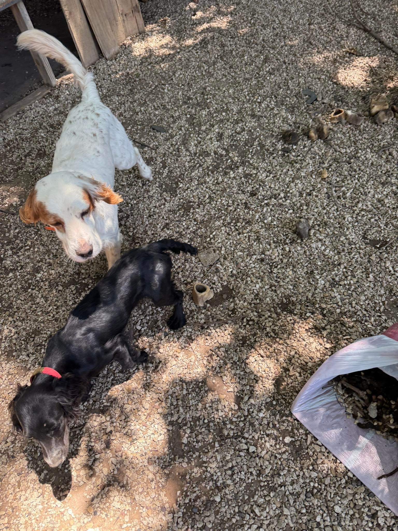 Two dogs on gravel: a white-and-brown dog and a black dog with a red collar.