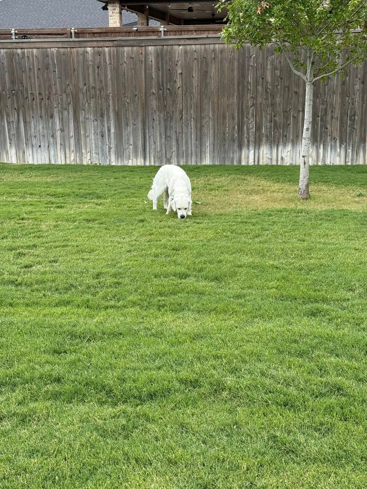 White dog sniffing grass in a backyard near a tree and wooden fence
