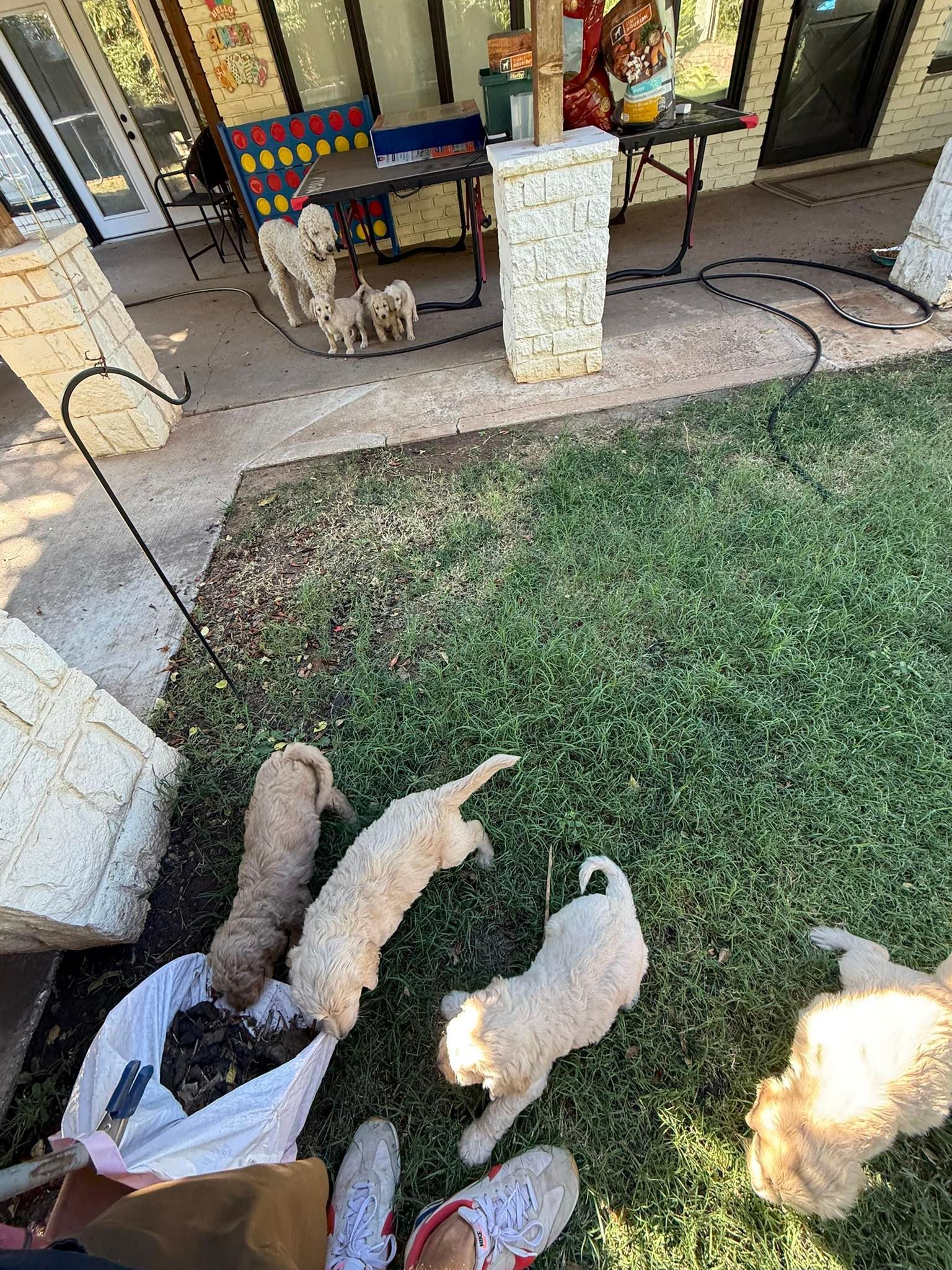 Five small dogs on a grassy yard near a patio and shopping cart outside a storefront