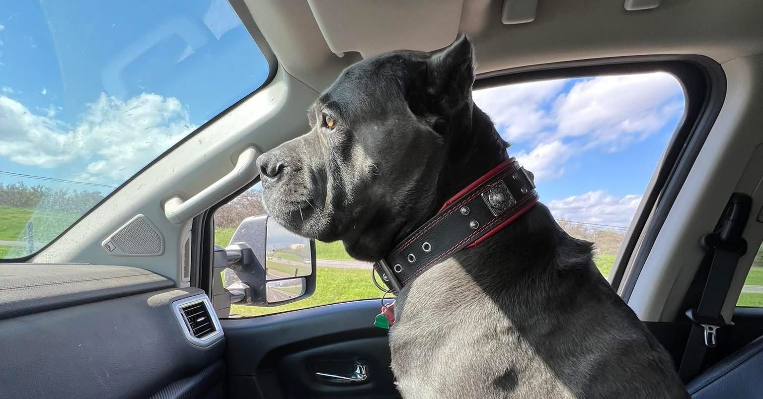 Black dog sitting in a car passenger seat, looking out the open window on a sunny day.