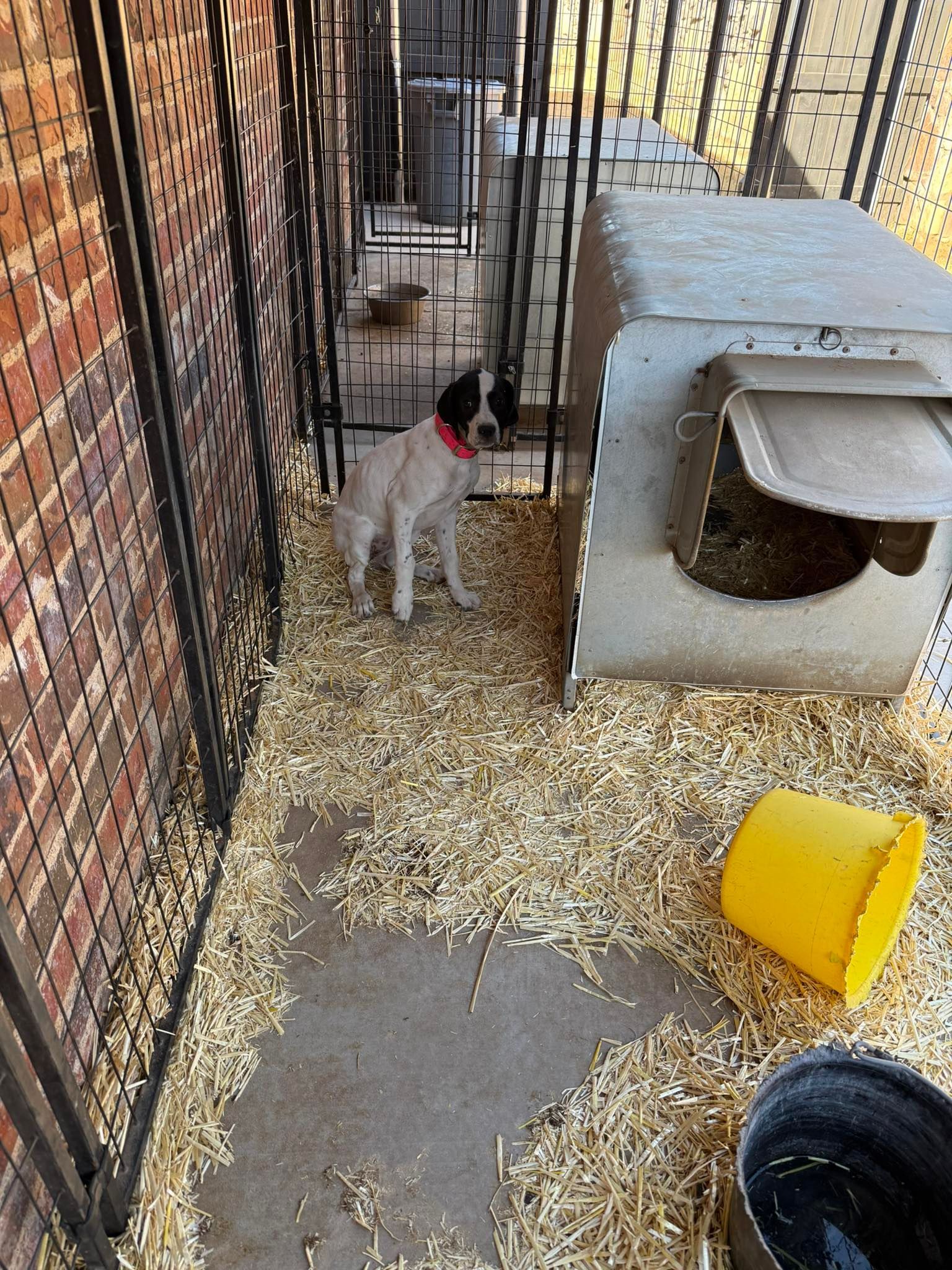 Small dog on a leash in a fenced kennel area with straw, a concrete shelter, and a tipped yellow bowl