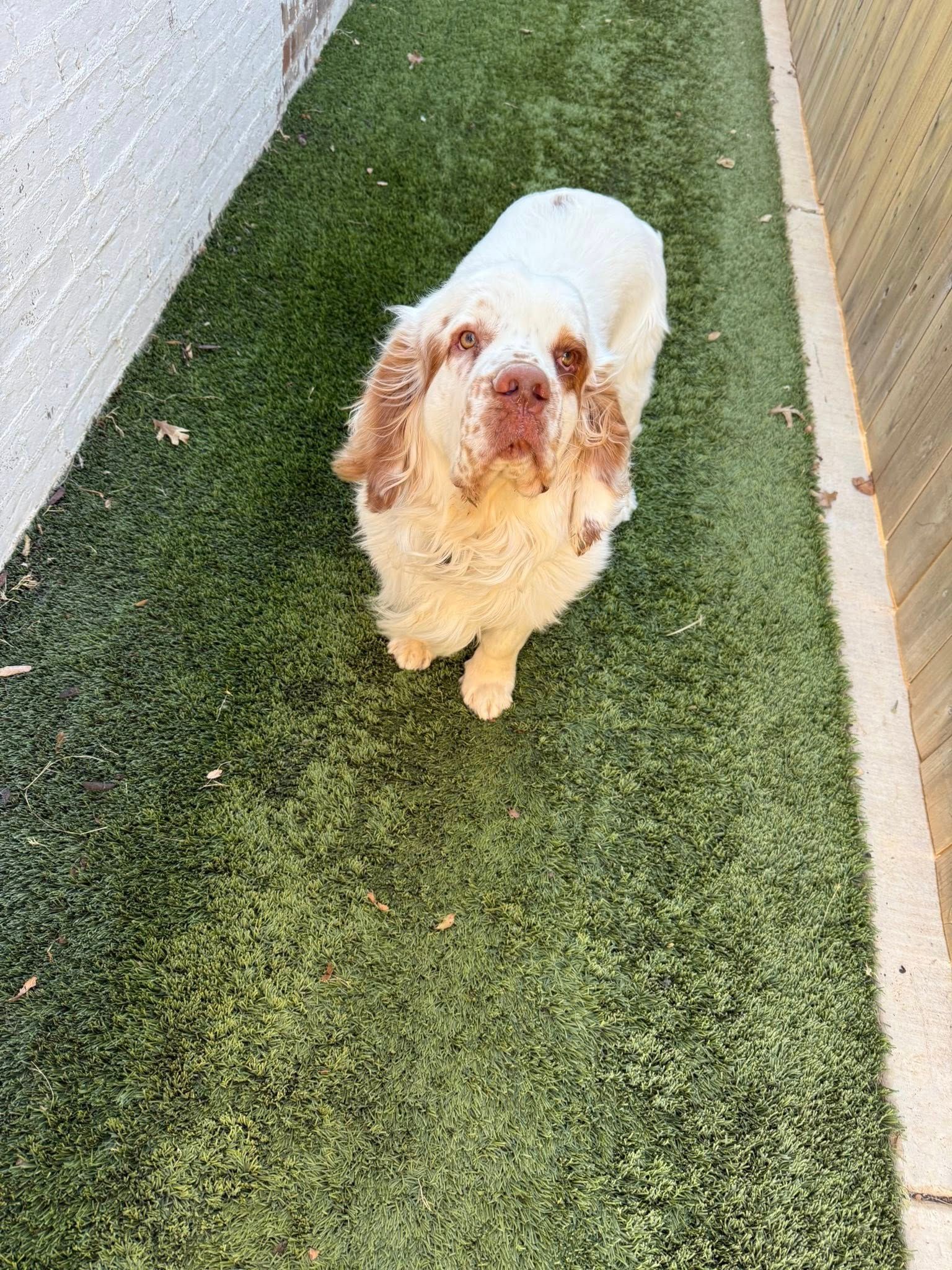 White-and-brown dog standing on artificial grass in a narrow outdoor walkway, looking up at the camera