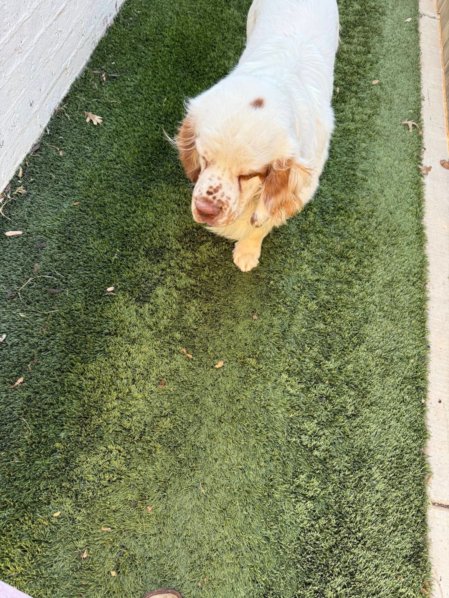 Small white and tan dog walking on green artificial turf beside a concrete path