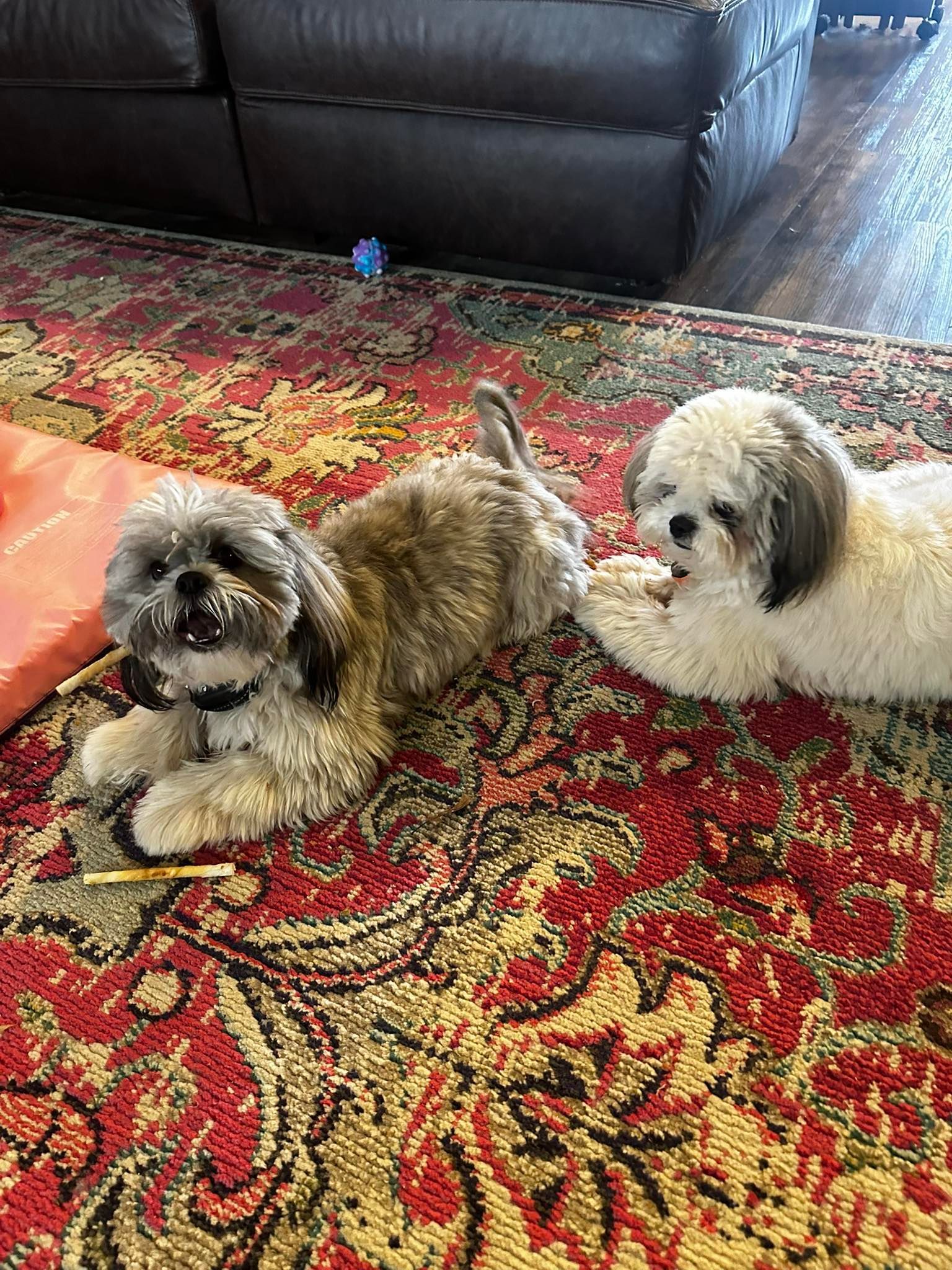 Two small dogs on a red patterned rug beside a dark couch, one tan and one white-and-black.
