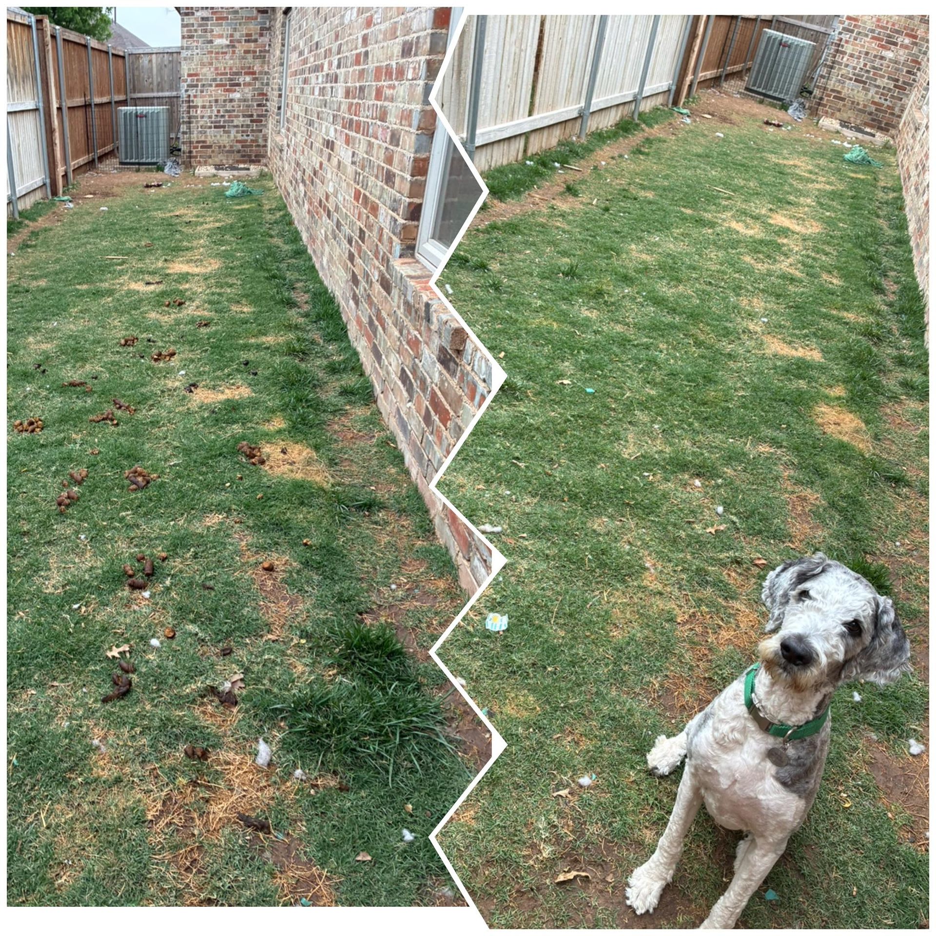 Split backyard view with a brick wall and a small white dog sitting on the grass.